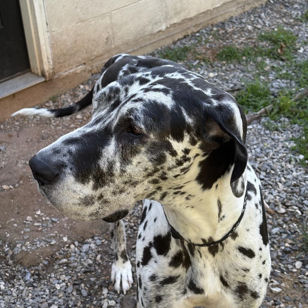 Maeve, a Adoptable Great Dane in Sinking Spring, PA image 3/5