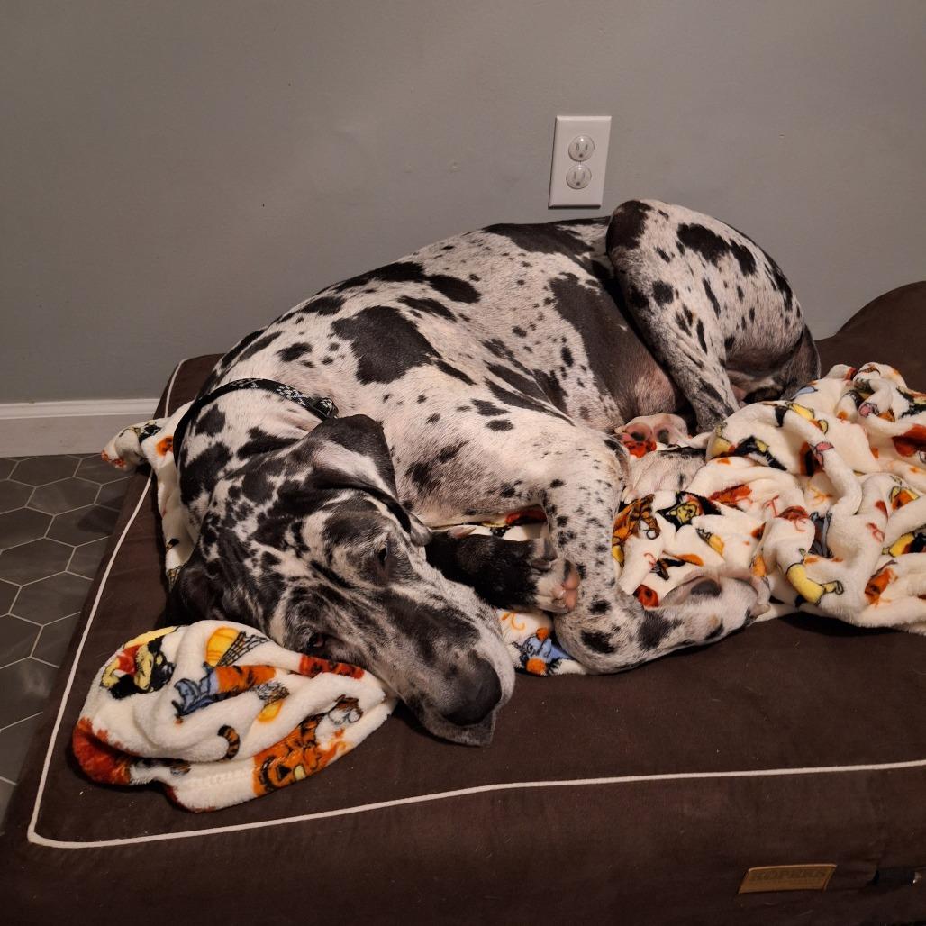 Maeve, a Adoptable Great Dane in Sinking Spring, PA image 4/5