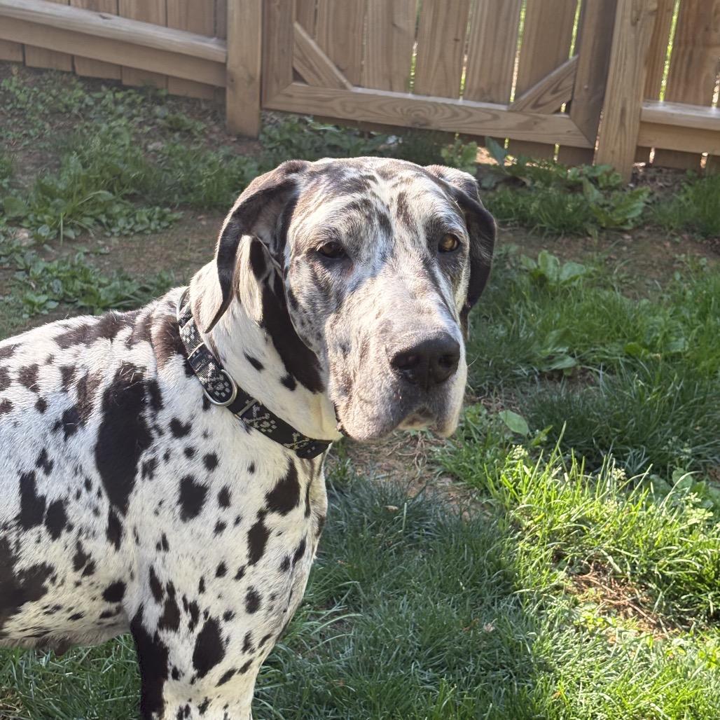 Maeve, a Adoptable Great Dane in Sinking Spring, PA image 5/5