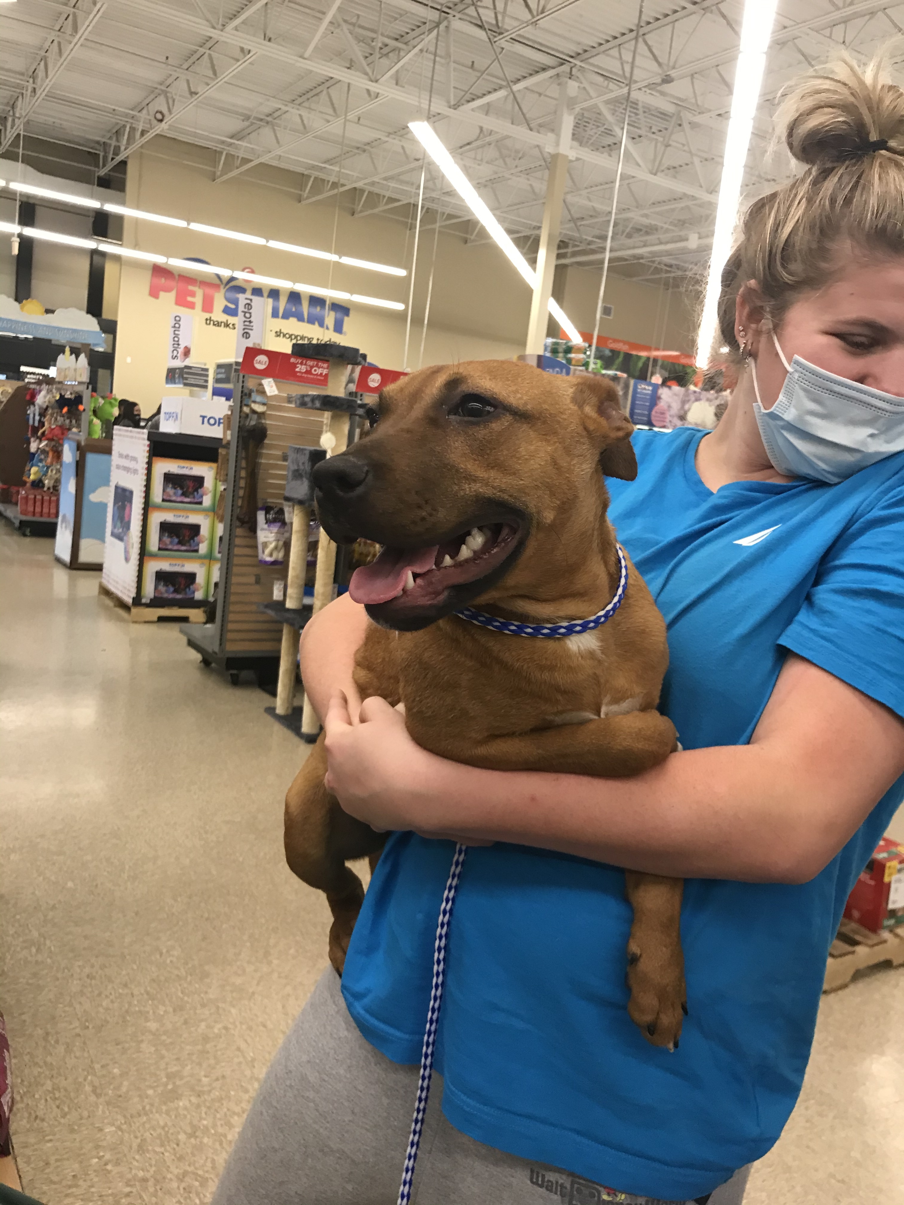 Leann, a Adoptable mixed breed in Plano, TX image 1/2