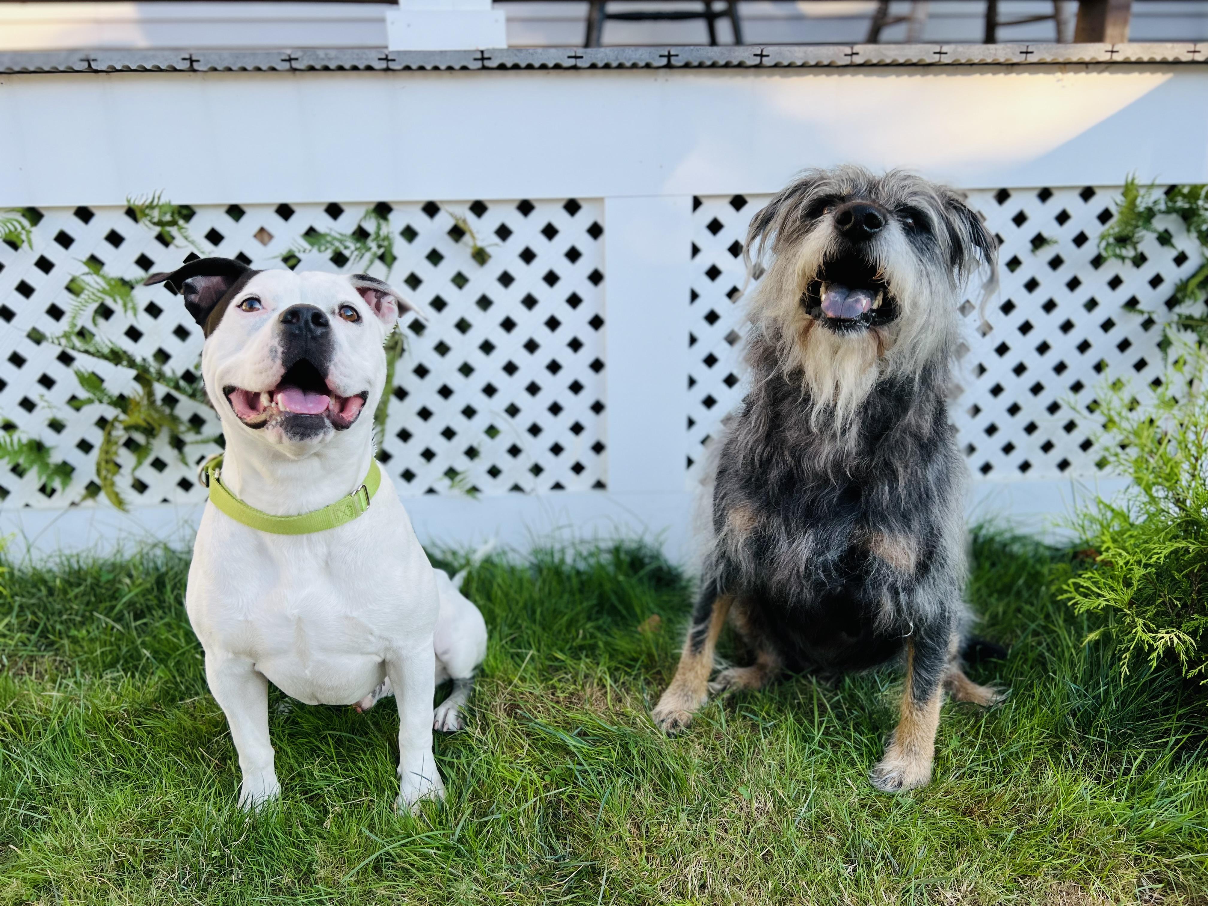 Enlarge Strider, a Adoptable mixed breed in Merrimack, NH image 2/3