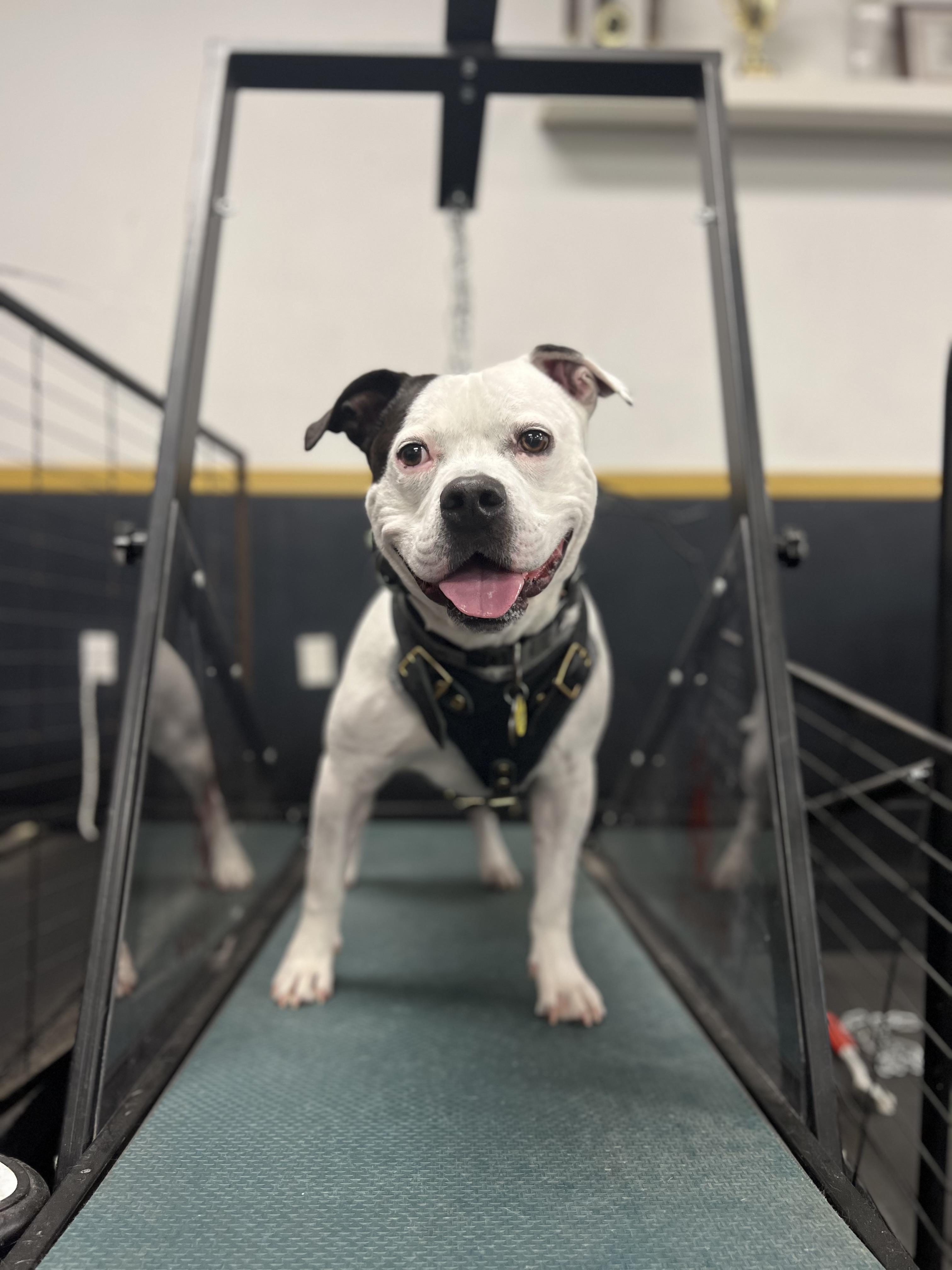 Strider, Adoptable, Adult Male Pit Bull Terrier.
