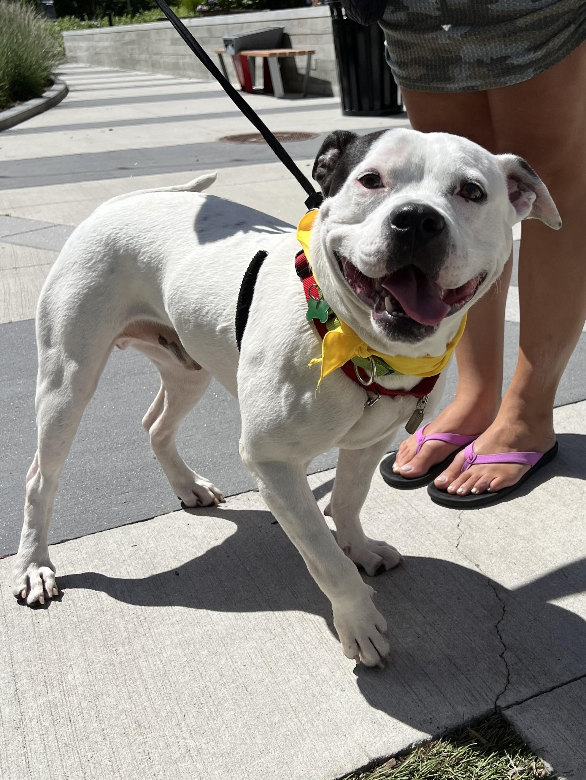 Enlarge Strider, a Adoptable mixed breed in Merrimack, NH image 3/3