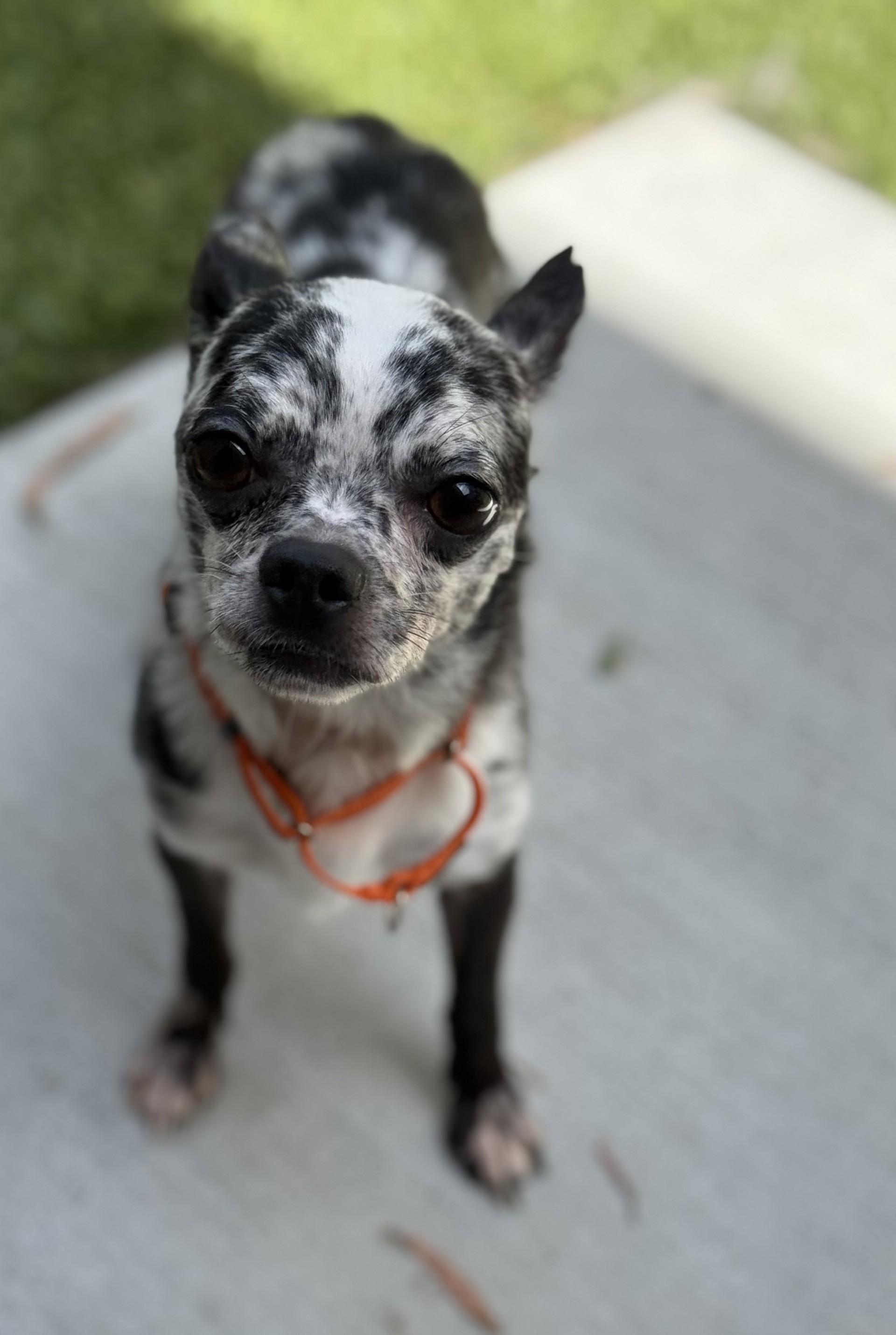 Oreo Cookieliscious, an adopted Chihuahua in Los Alamitos, CA image 2/3