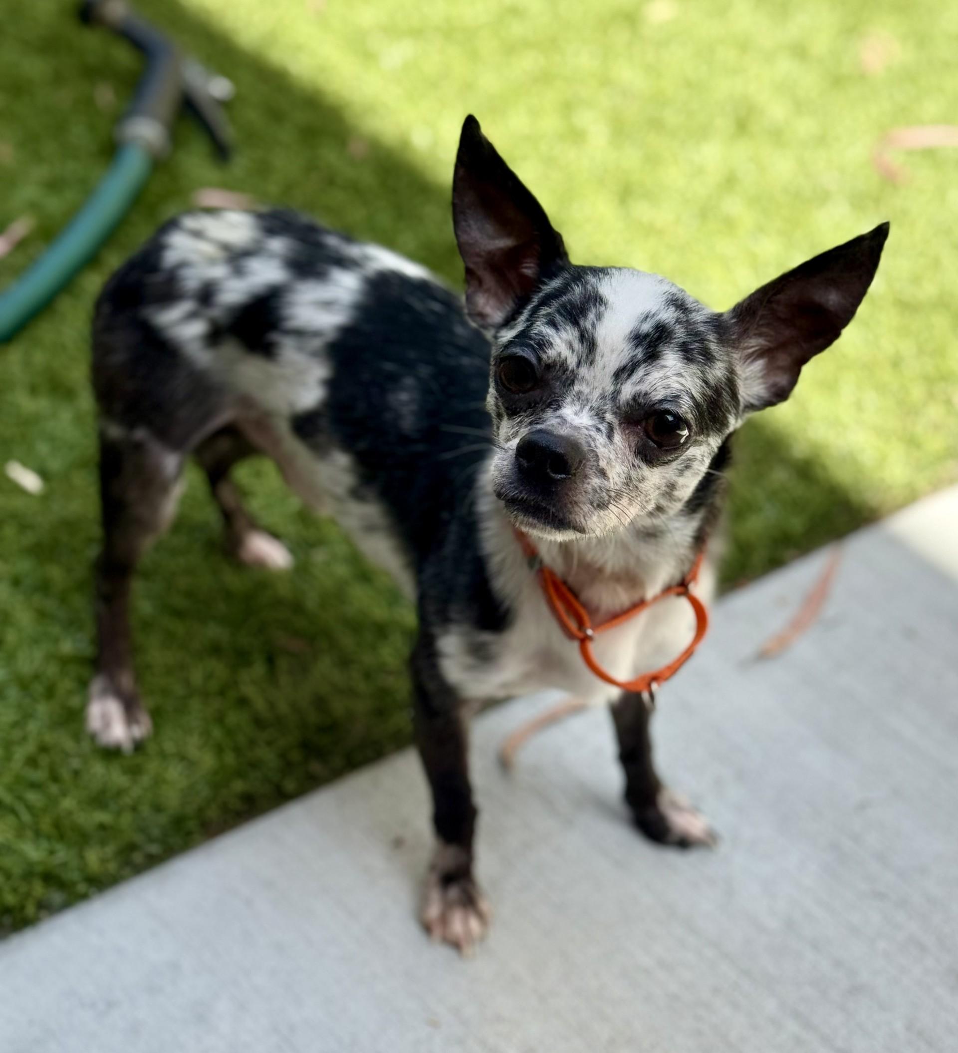 Oreo Cookieliscious, adopted, Adult Male Chihuahua.