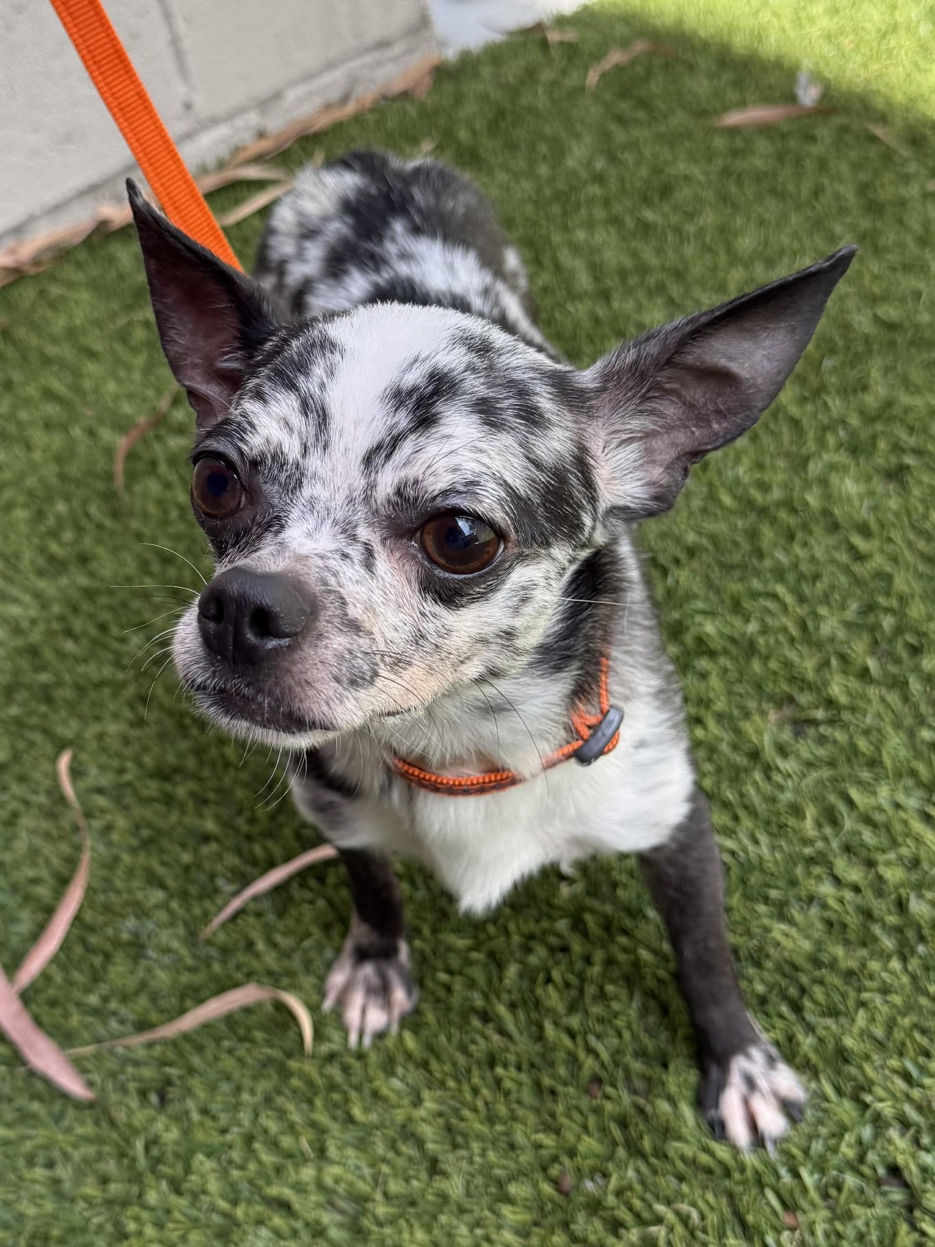Oreo Cookieliscious, an adopted Chihuahua in Los Alamitos, CA image 3/3