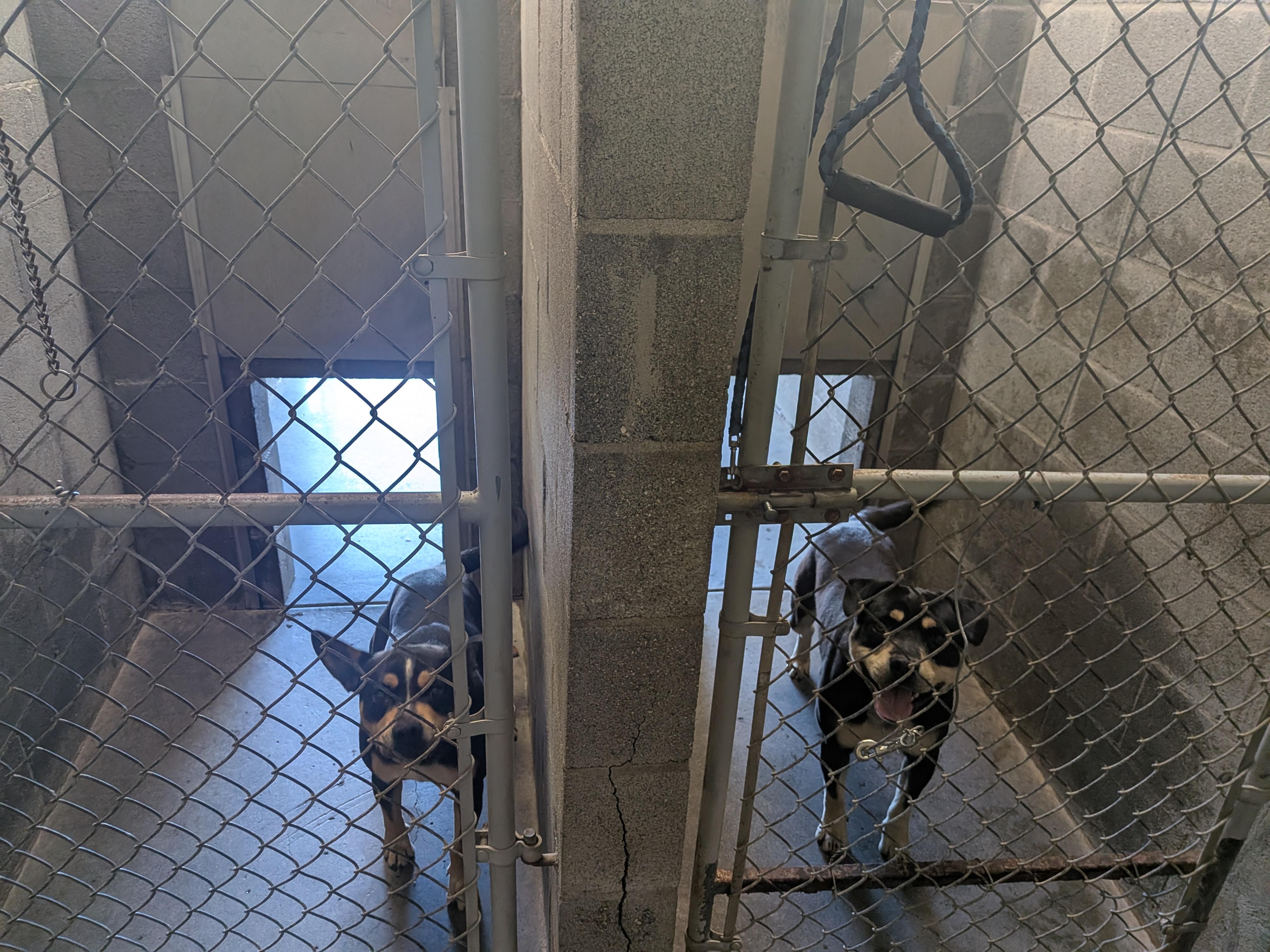 Franky, an adopted mixed breed in Hermiston, OR image 3/3