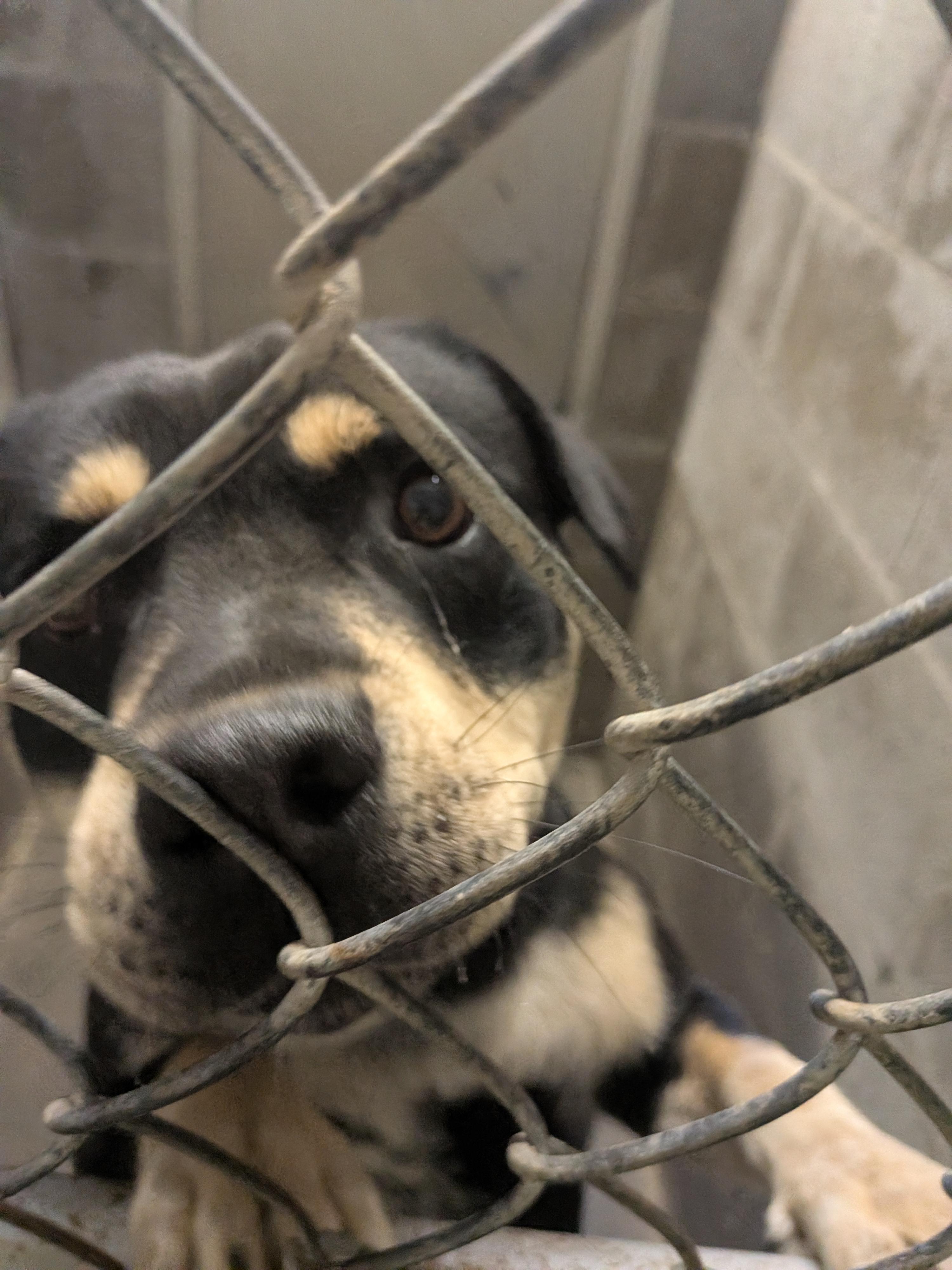 Franky, an adopted mixed breed in Hermiston, OR image 2/3