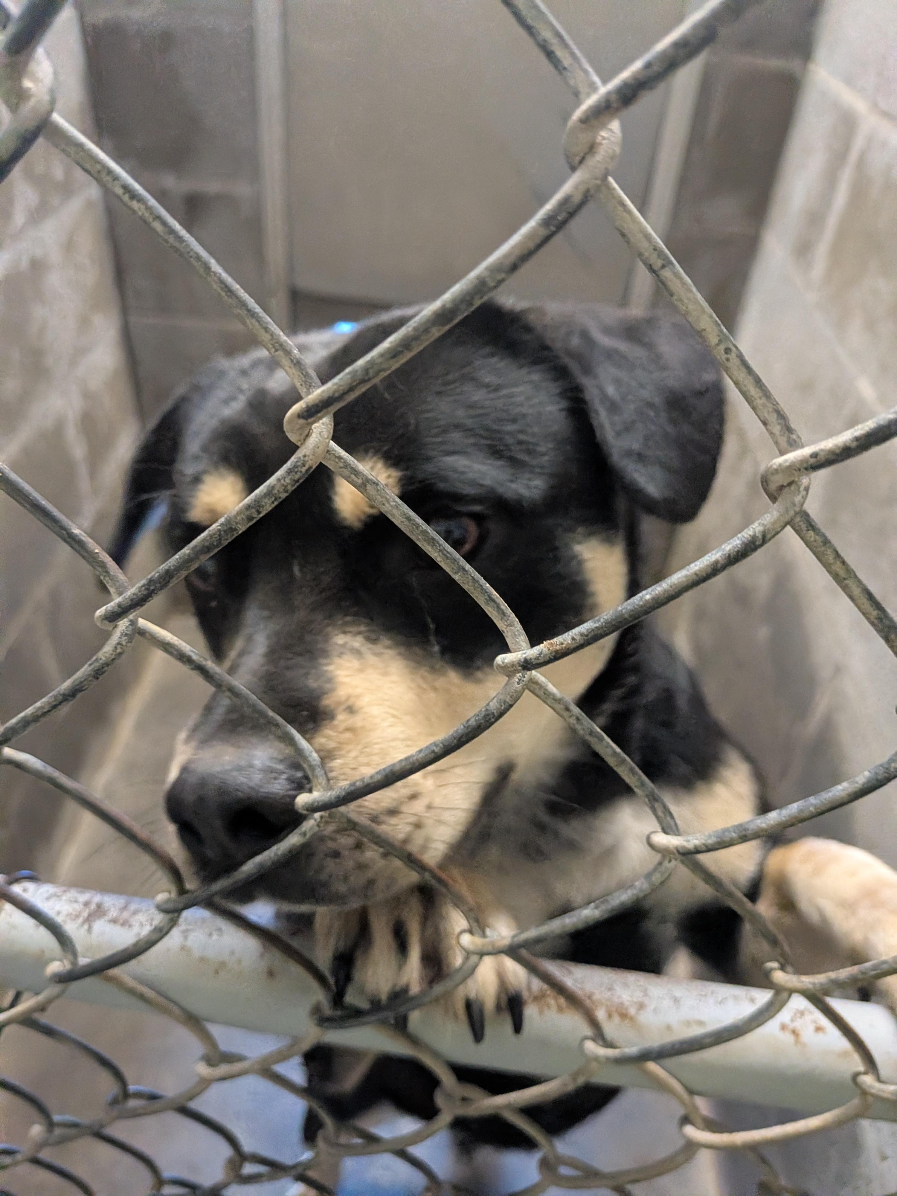 Franky, an adopted mixed breed in Hermiston, OR image 1/3