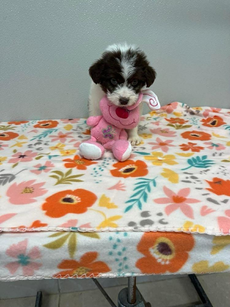 Enlarge Easter Puppies : Flower, a Adopted mixed breed in Osgood, IN image 1/3