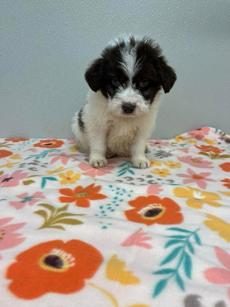 Enlarge Easter Puppies : Flower, a Adopted mixed breed in Osgood, IN image 2/3