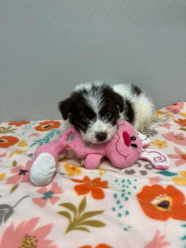 Enlarge Easter Puppies : Flower, a Adopted mixed breed in Osgood, IN image 3/3