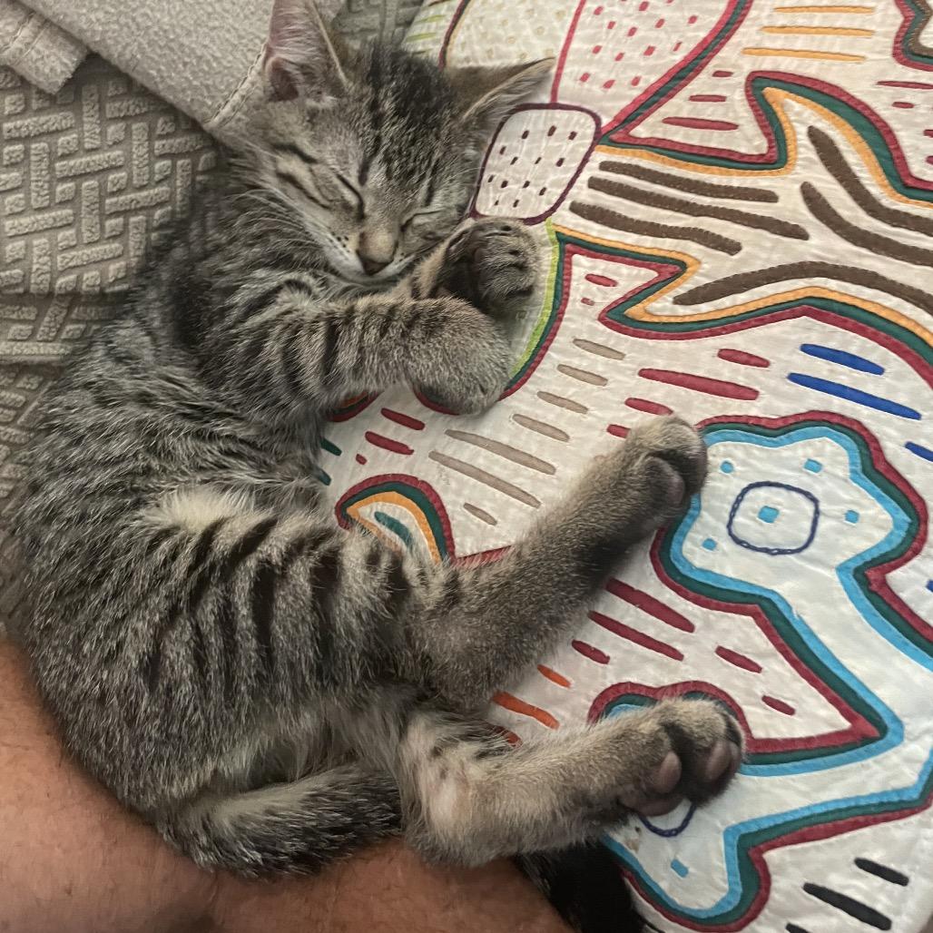 Gus Gus -TL, a Adoptable Domestic Short Hair in Tallahassee, FL image 1/4