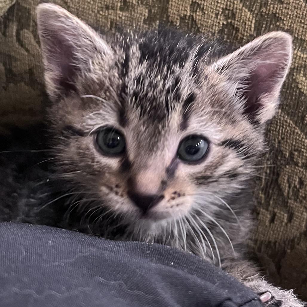 Gus Gus -TL, a Adoptable Domestic Short Hair in Tallahassee, FL image 2/4