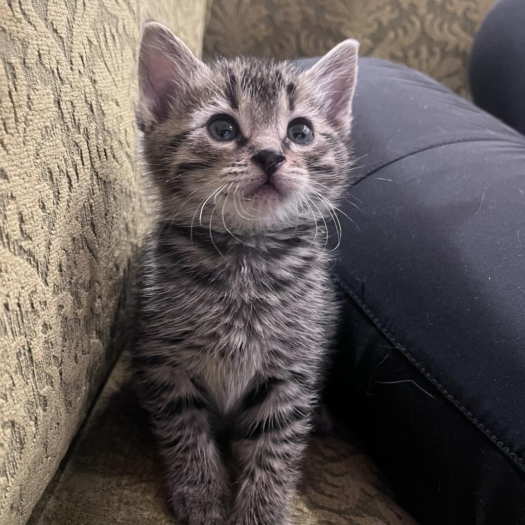 Gus Gus -TL, a Adoptable Domestic Short Hair in Tallahassee, FL image 3/4