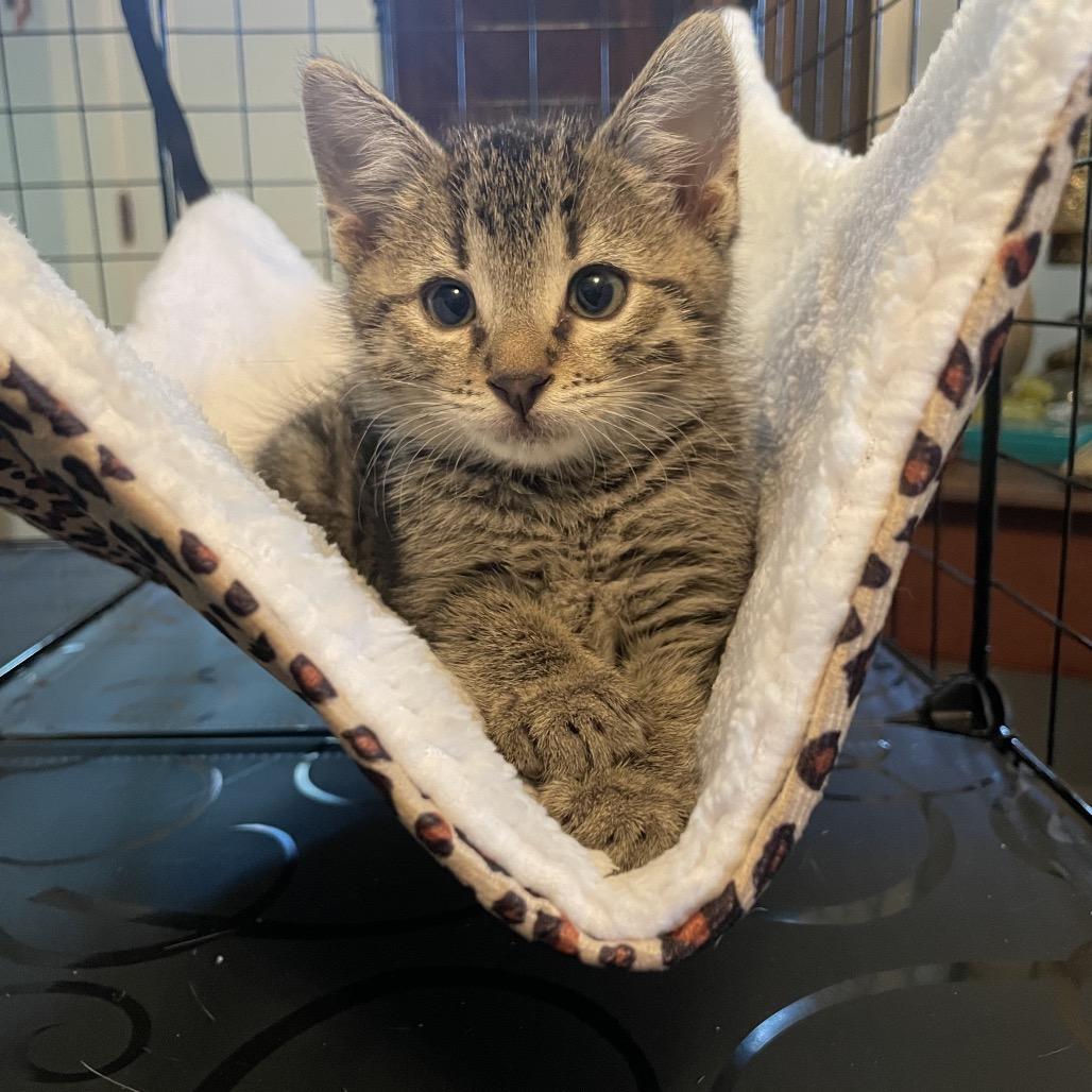Gus Gus -TL, a Adoptable Domestic Short Hair in Tallahassee, FL image 4/4