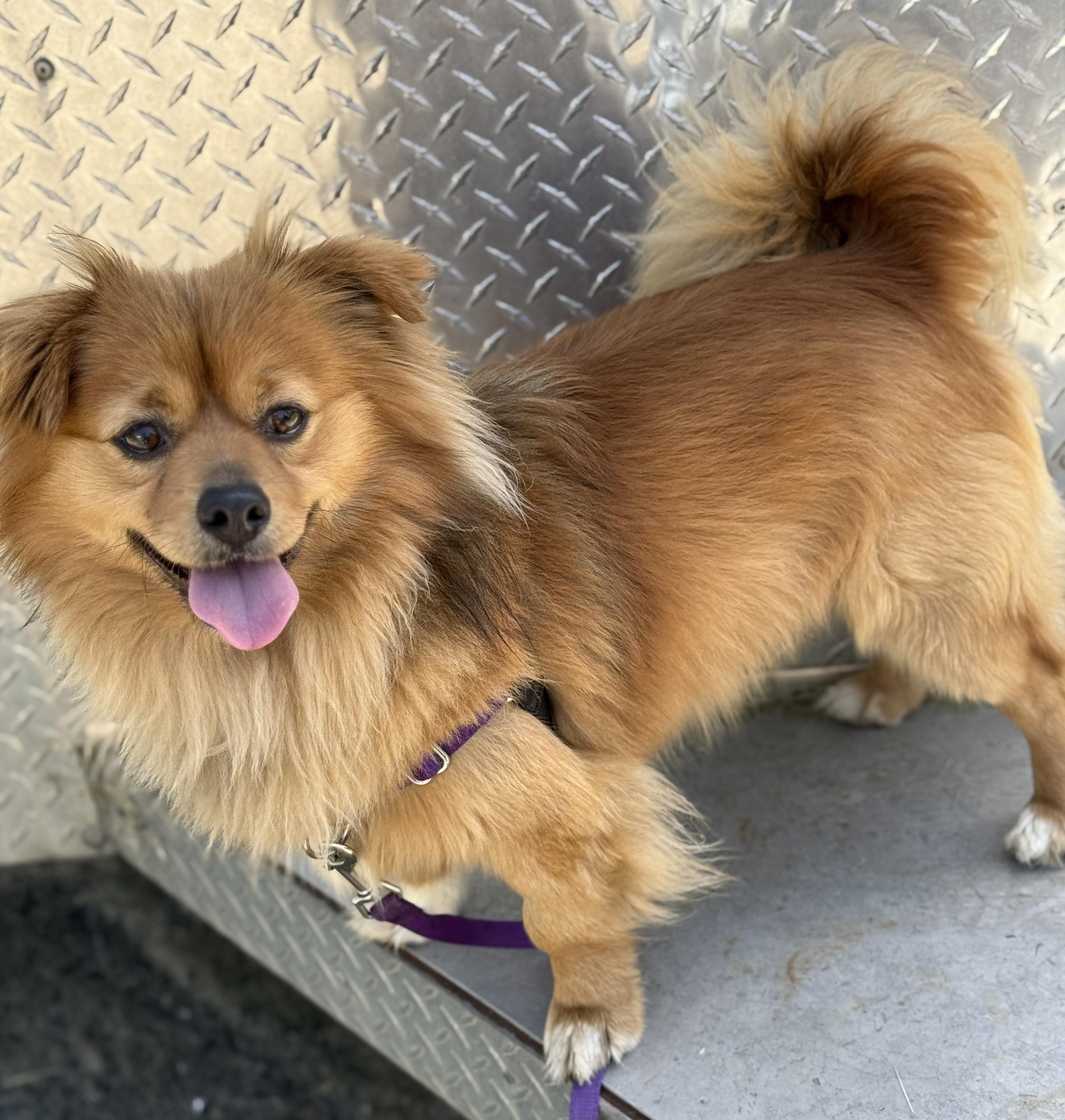 Enlarge Tom the Pom, a Adopted Pomeranian in Petaluma, CA image 5/5