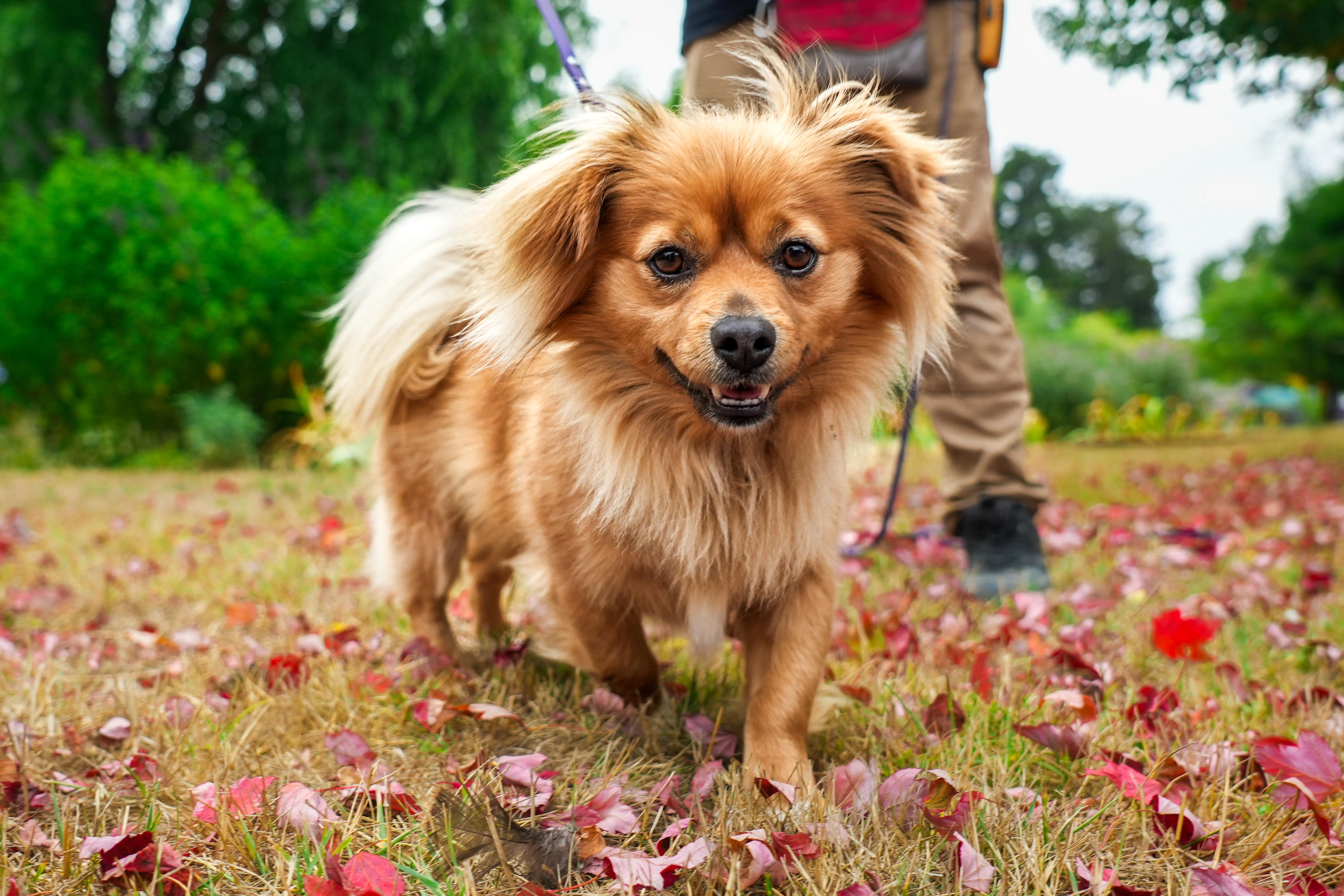 Tom the Pom