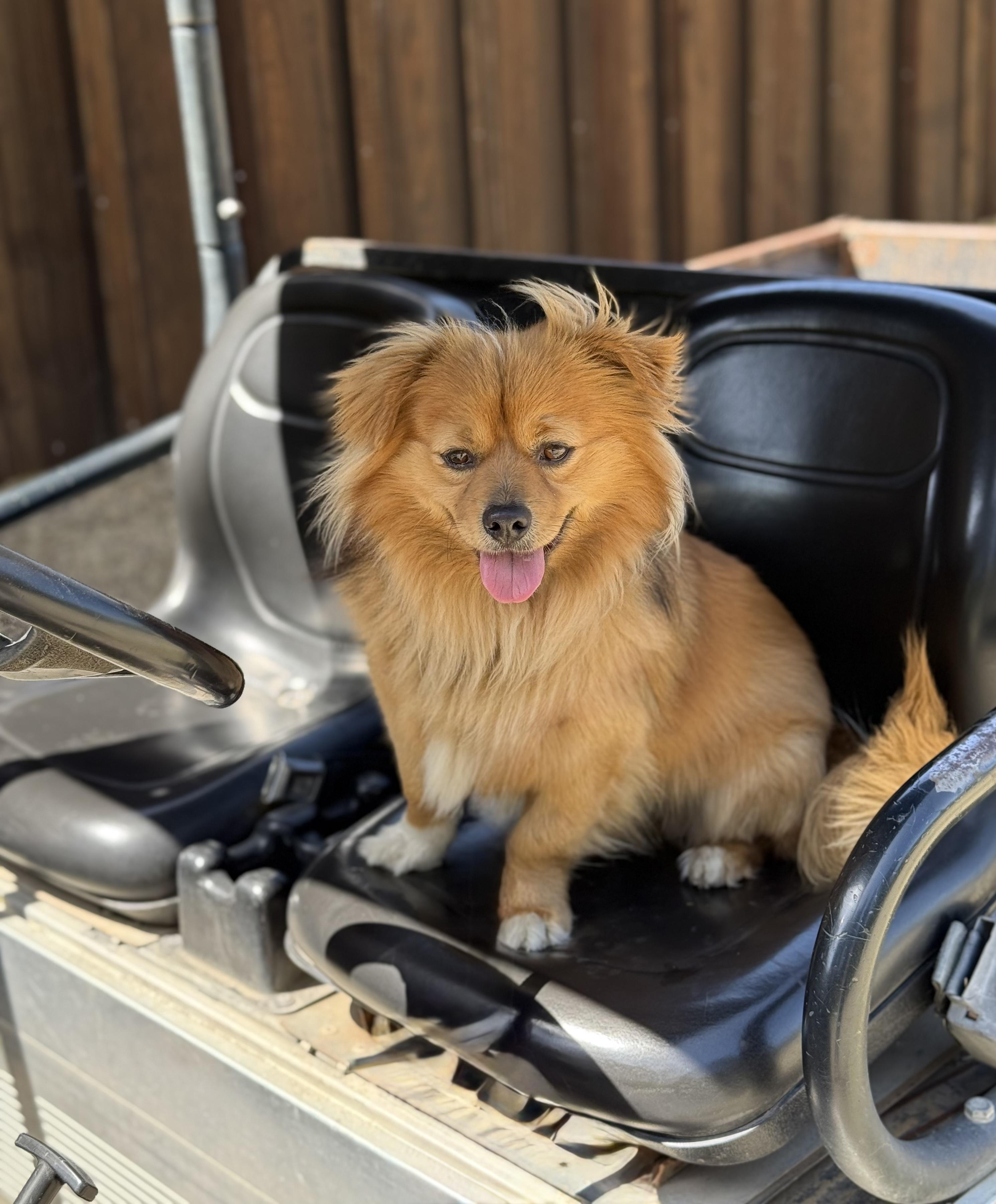Tom the Pom, Adopted, Adult Male Pomeranian.