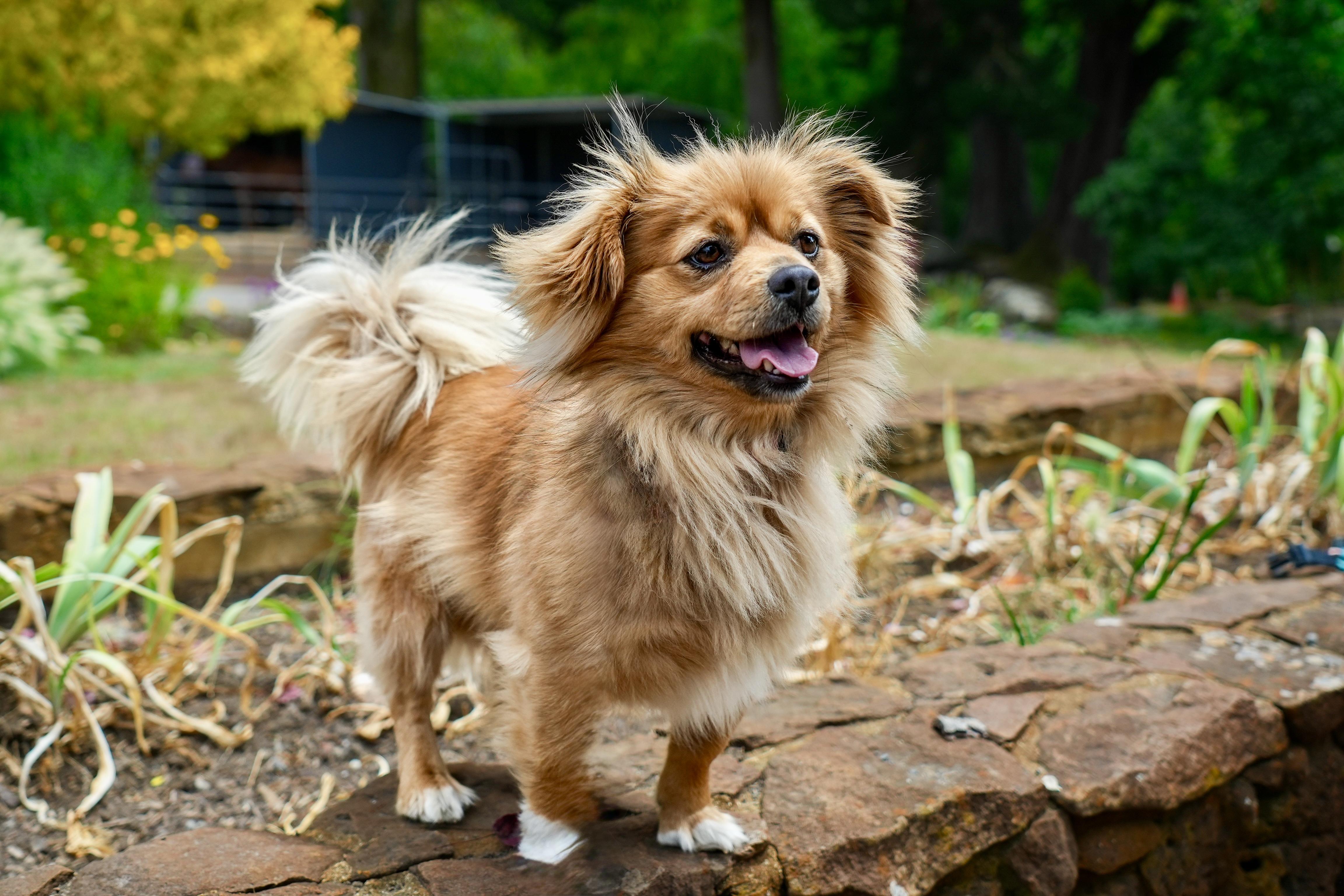 Tom the Pom