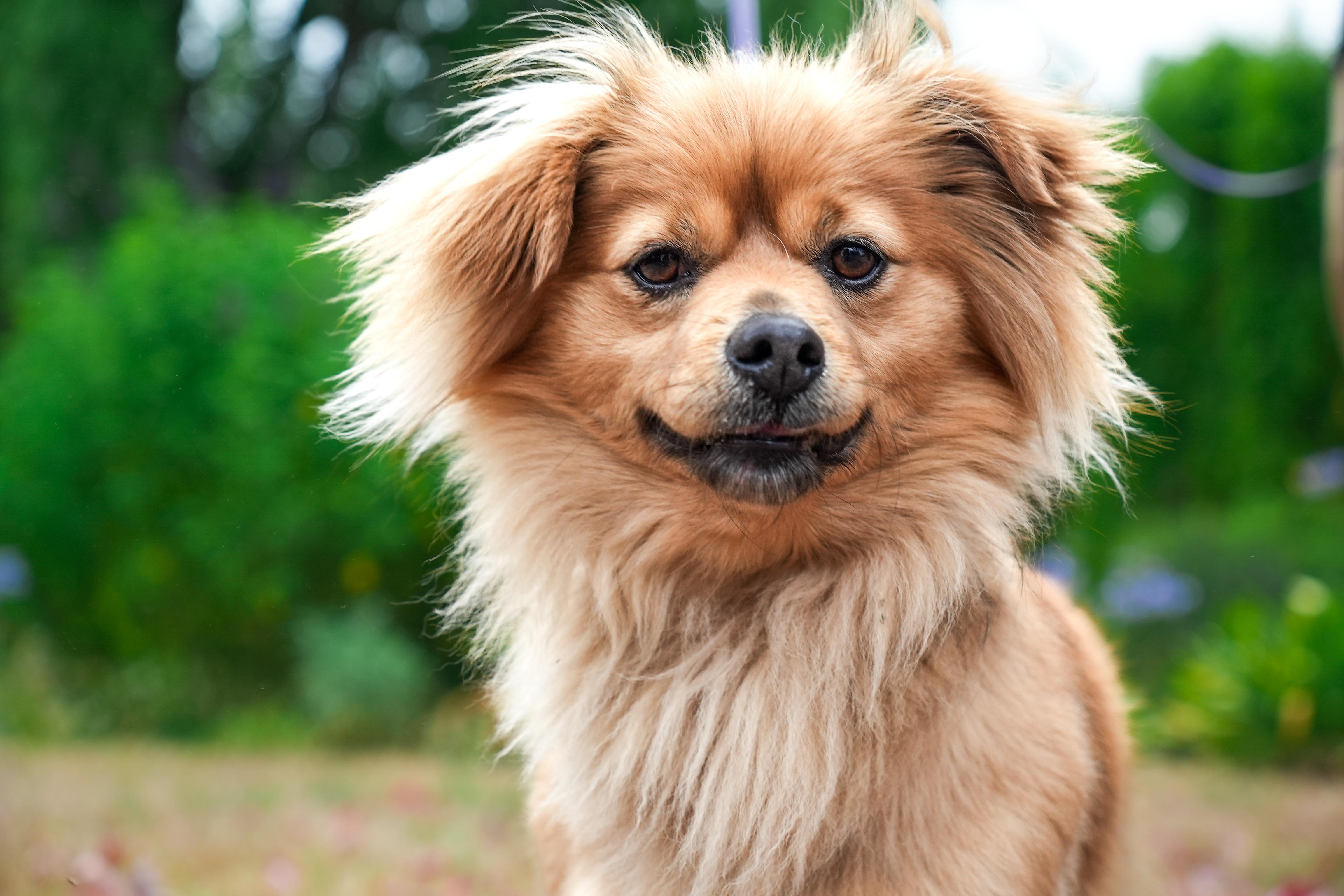 Tom the Pom