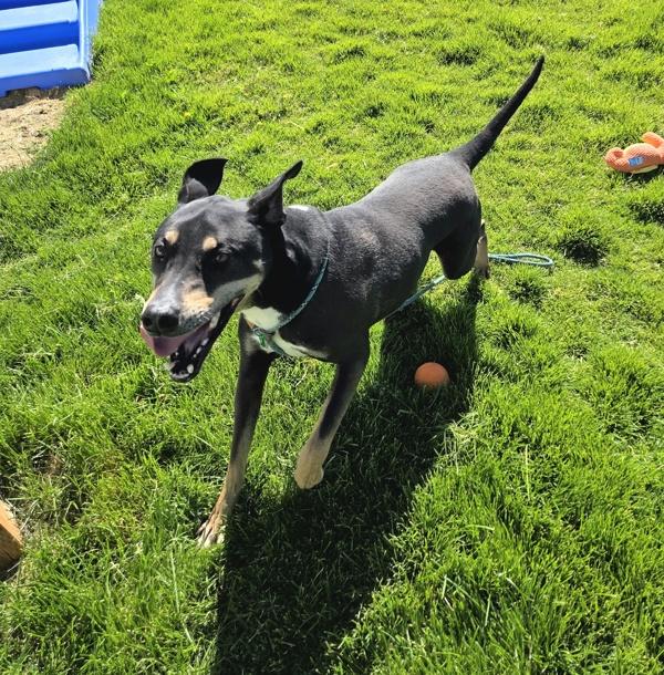 Tucker 46554, a Adoptable mixed breed in Pocatello, ID image 1/2