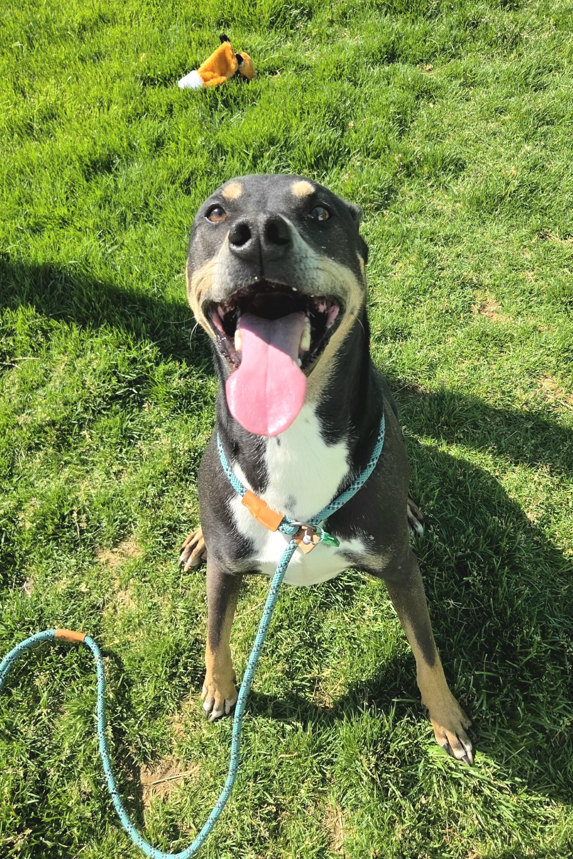 Enlarge Tucker  46554, a Adoptable mixed breed in Pocatello, ID image 4/4