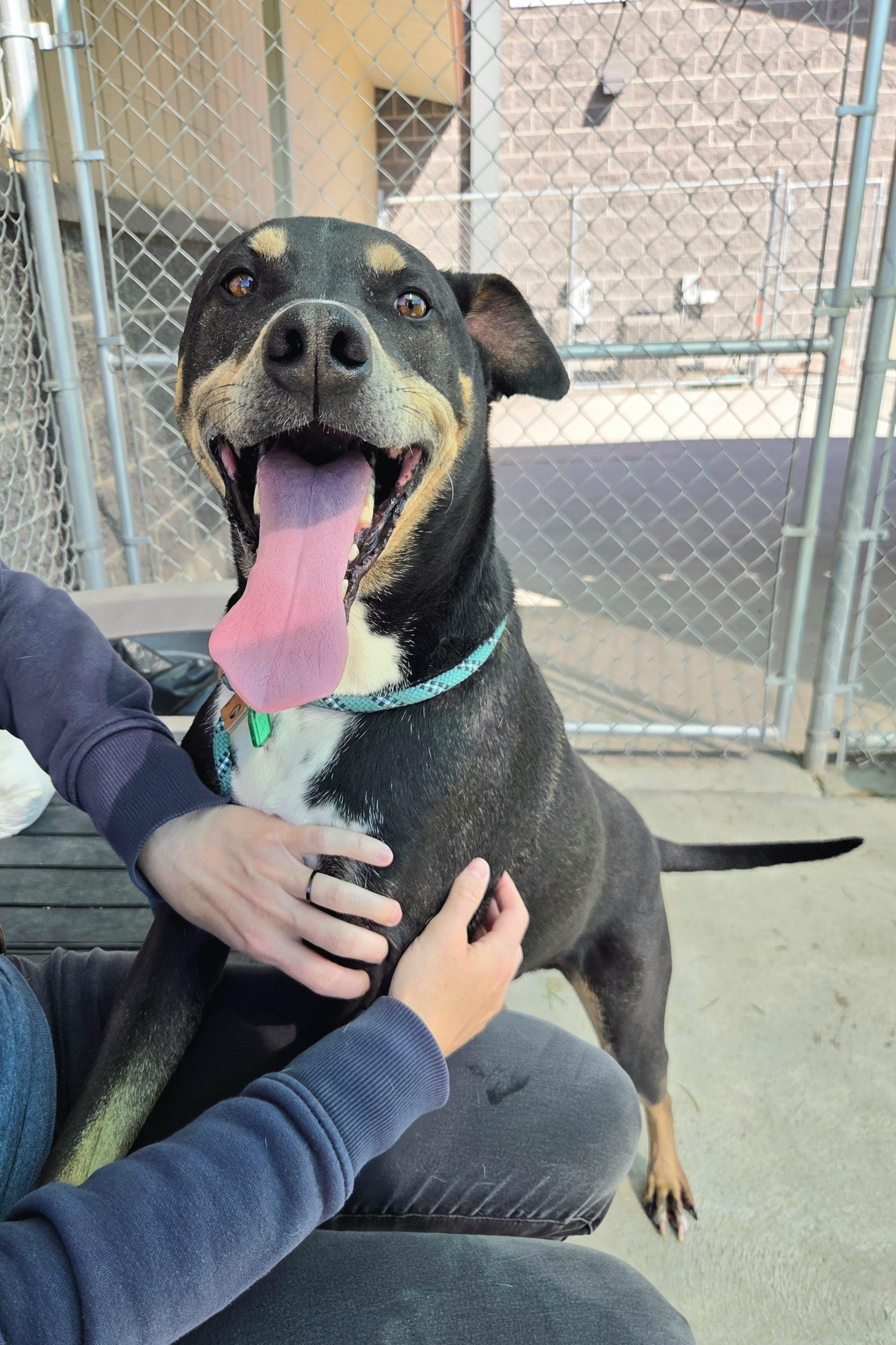 Tucker 46554, Adoptable, Adult Male Labrador Retriever & Doberman Pinscher.