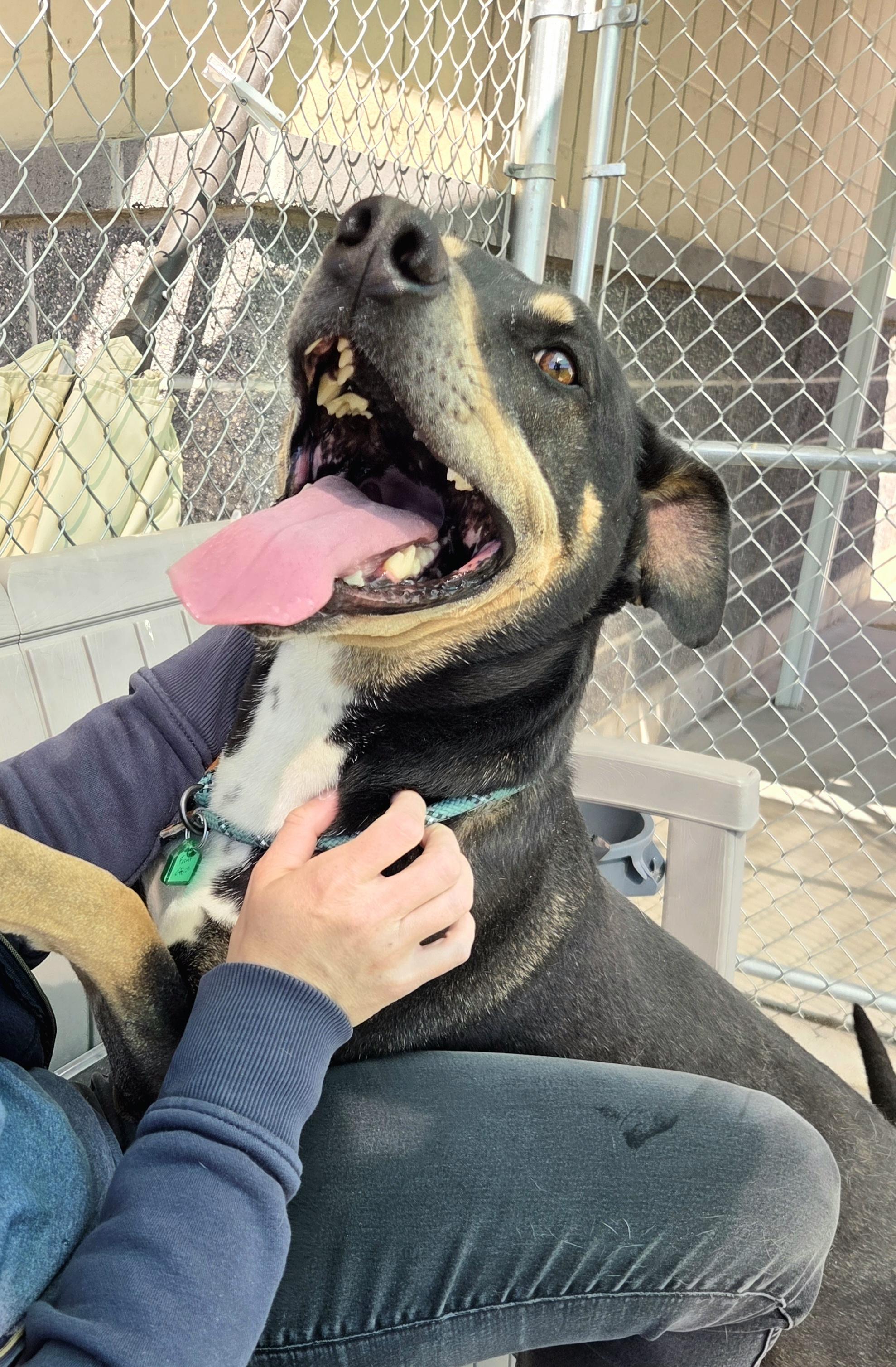 Enlarge Tucker  46554, a Adoptable mixed breed in Pocatello, ID image 3/4