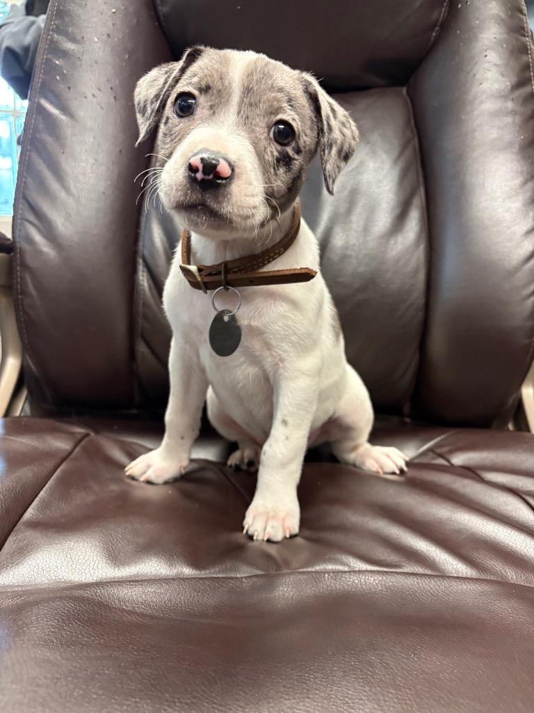 Cherry Garcia, Adoptable, Puppy Female Pit Bull Terrier & Australian Shepherd.