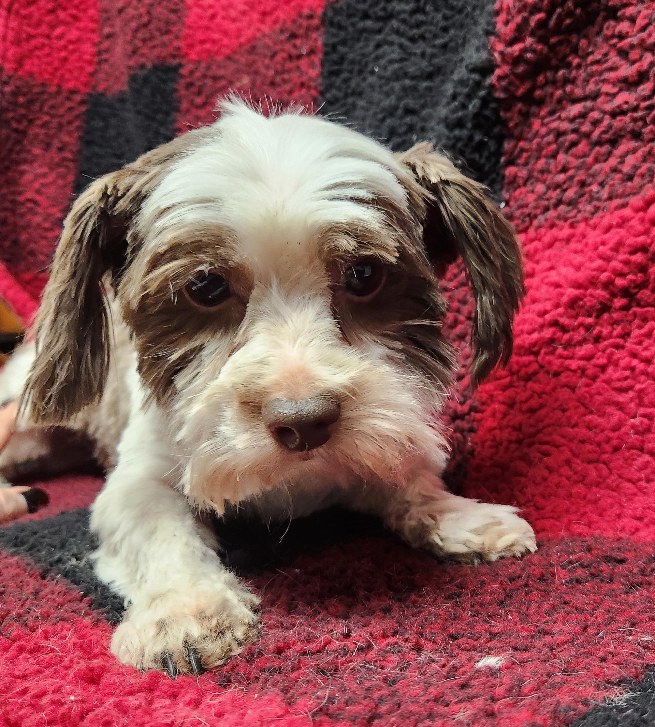 Enlarge Axel, an adopted mixed breed in Smithfield, PA image 1/1