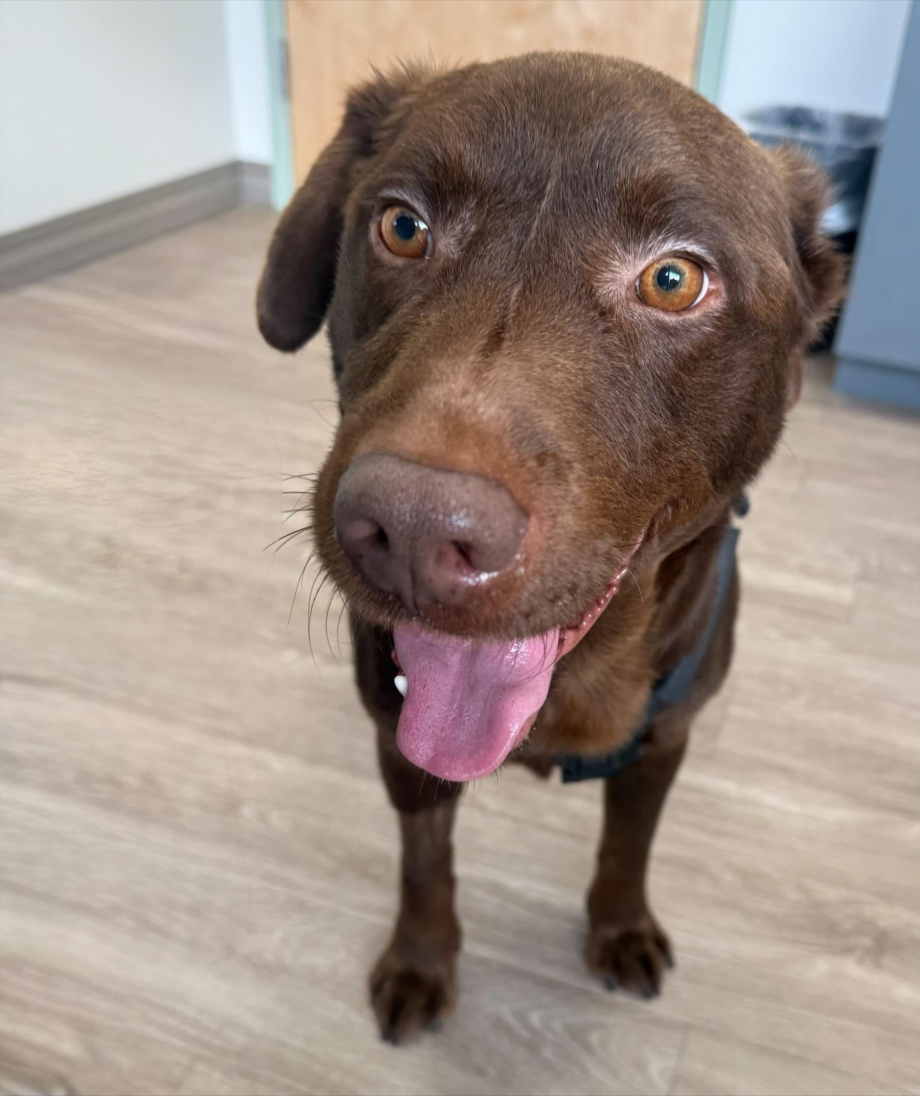 Mac, a ADOPTABLE Chocolate Labrador Retriever in Duluth, GA image 1/5