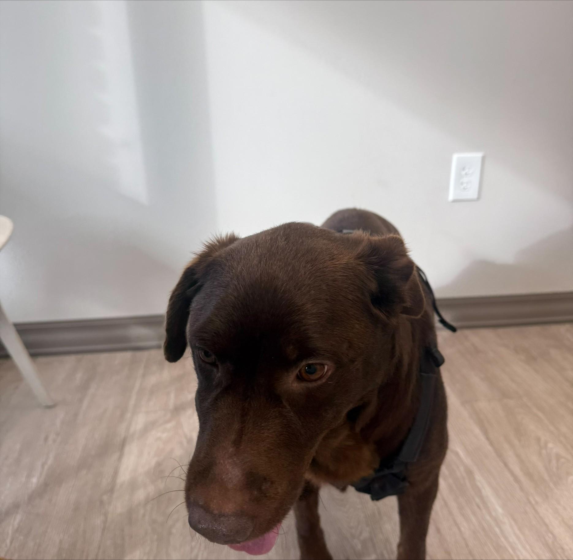 Mac, a ADOPTABLE Chocolate Labrador Retriever in Duluth, GA image 4/5