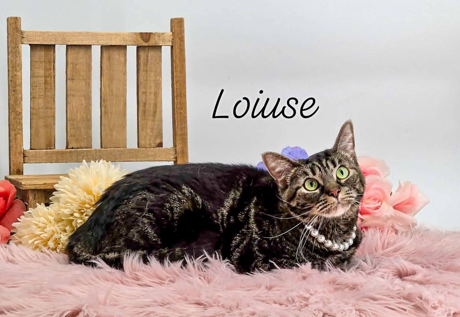 Louise, ADOPTABLE, Adult Female Domestic Short Hair.
