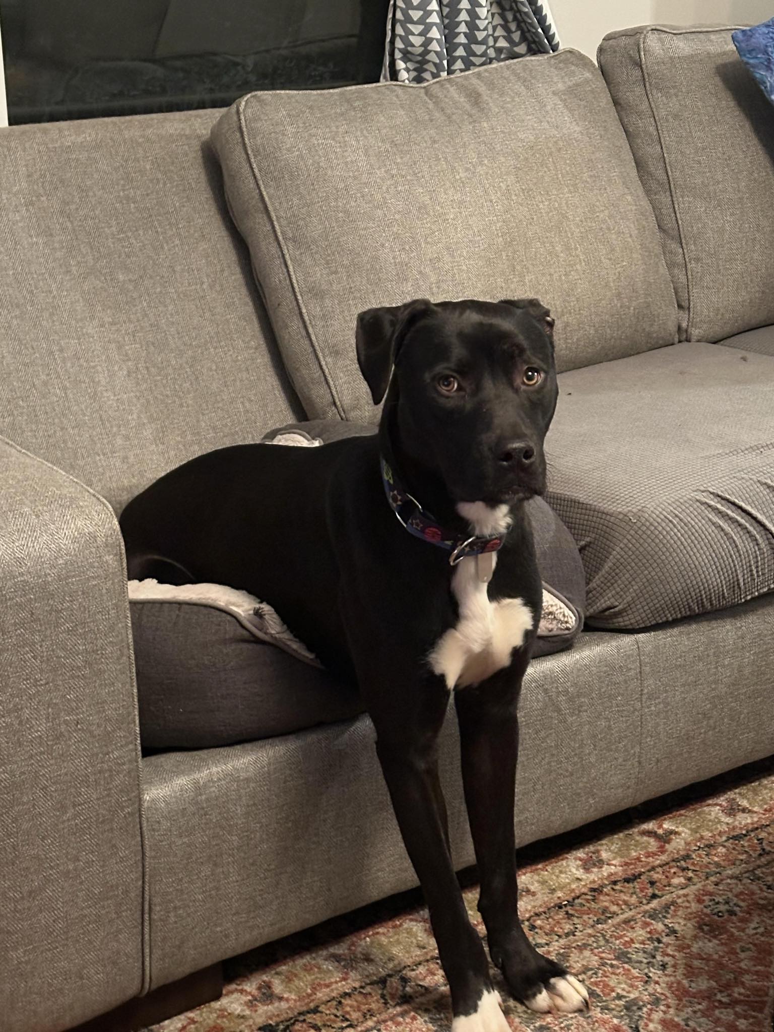 Colby, a Adoptable Black Labrador Retriever in Shelby, NC image 2/4