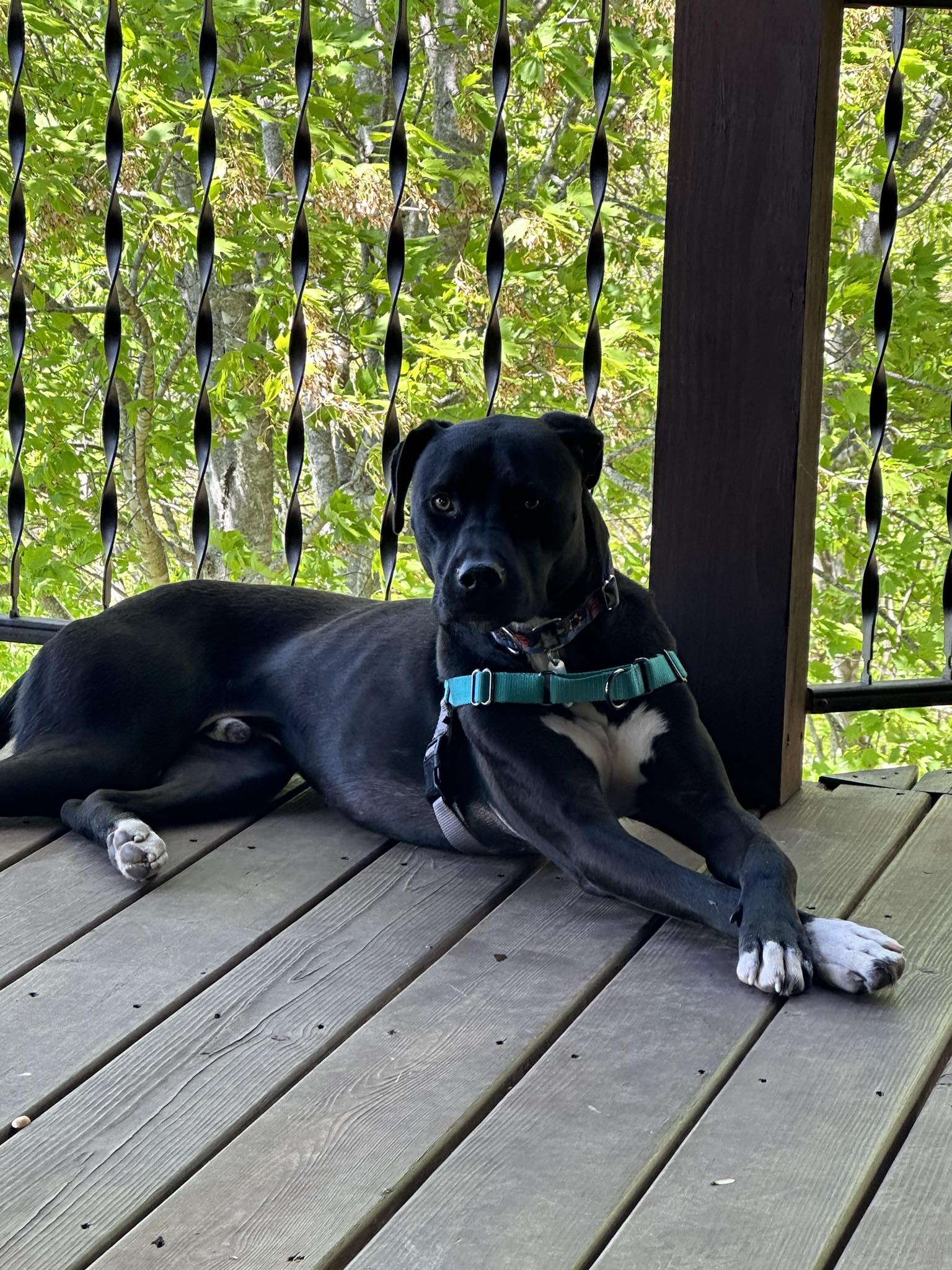 Colby, Adoptable, Young Male Black Labrador Retriever.