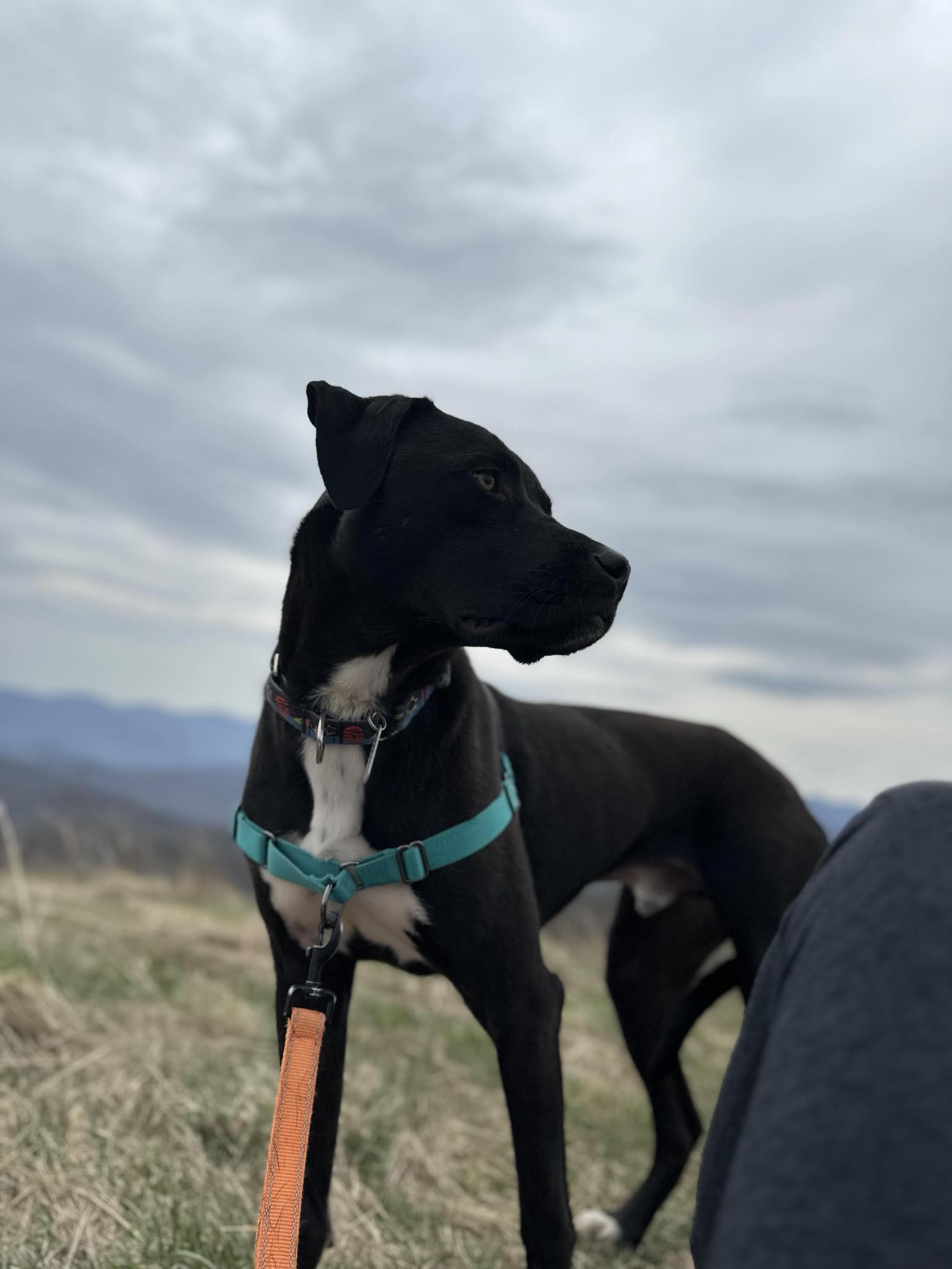 Colby, a Adoptable Black Labrador Retriever in Shelby, NC image 3/4