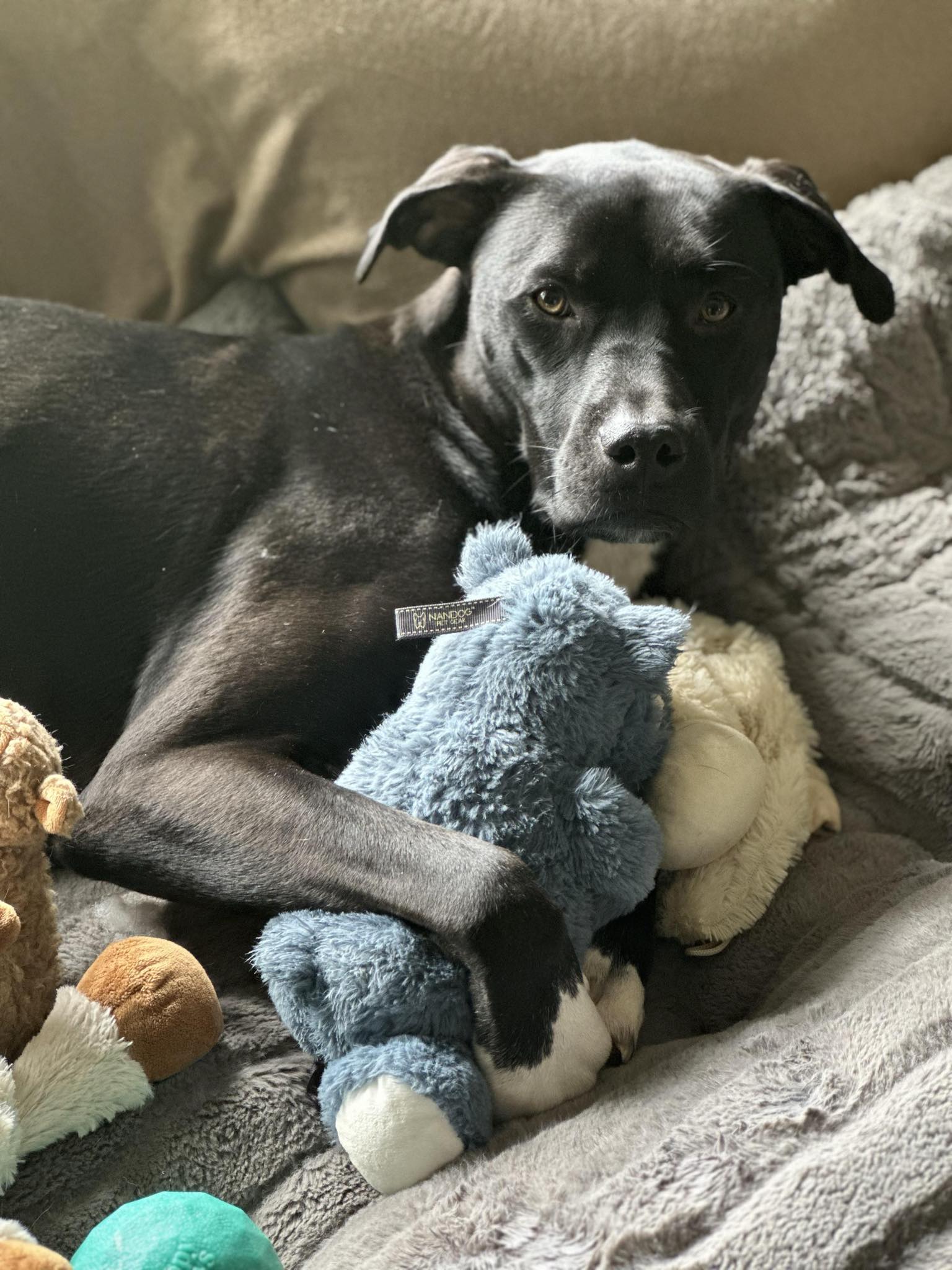 Colby, a Adoptable Black Labrador Retriever in Shelby, NC image 4/4