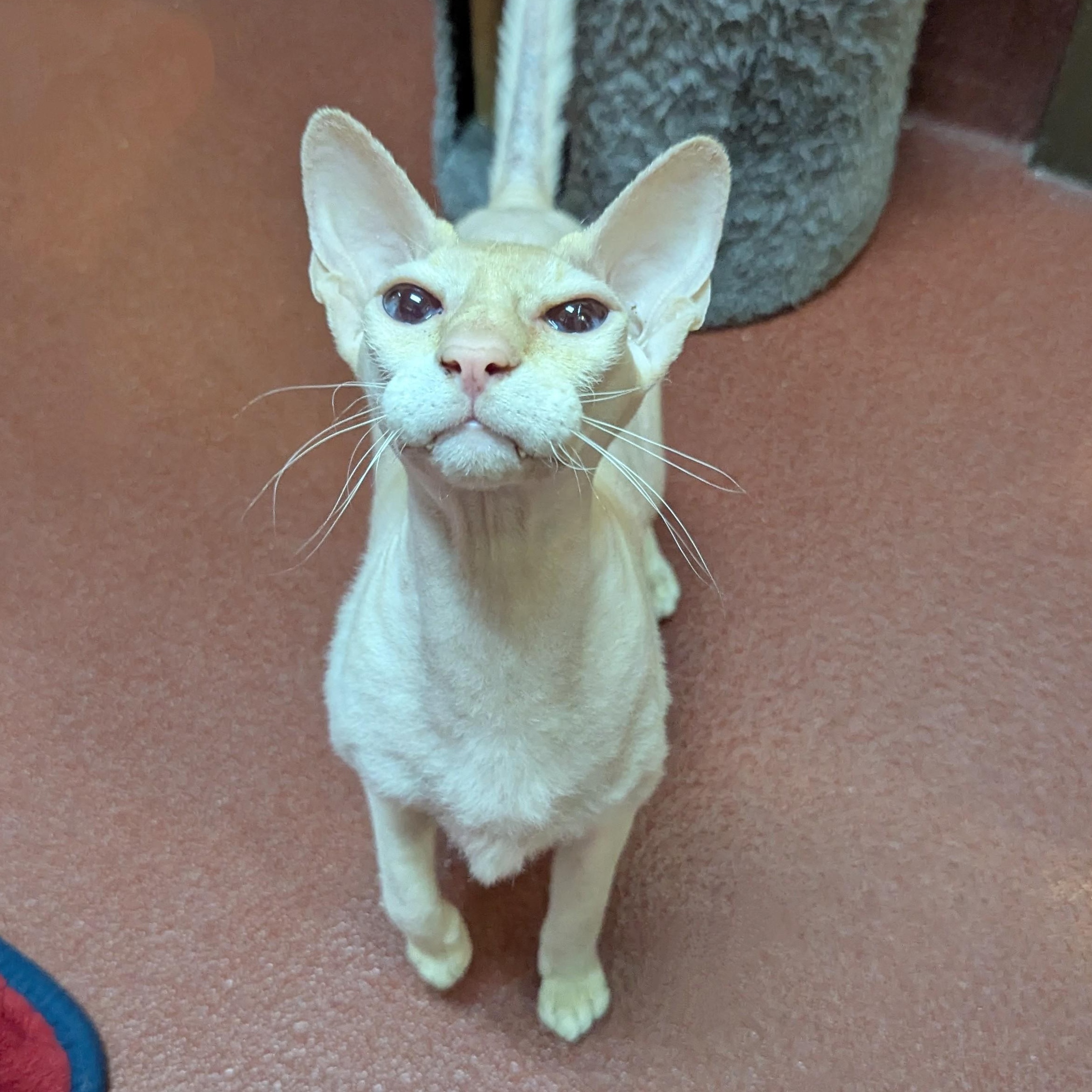 Spice, Senior Male unknown