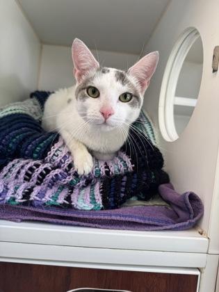 Iced Latte, adopted, Adult Female Domestic Short Hair.