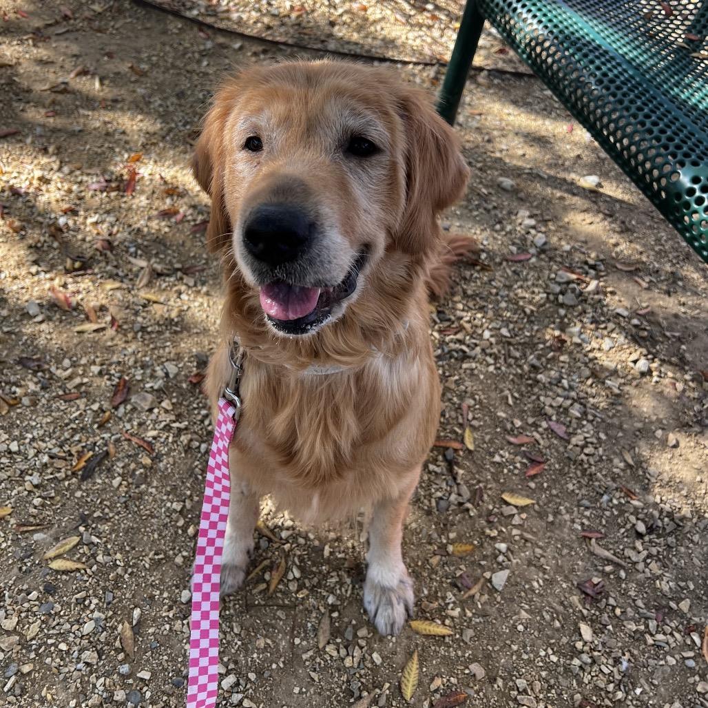 Kara, Adoptable, Adult Female Golden Retriever & Mixed Breed.