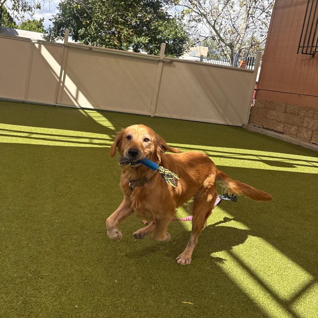 Enlarge Kara, a Adoptable mixed breed in Albuquerque, NM image 2/6