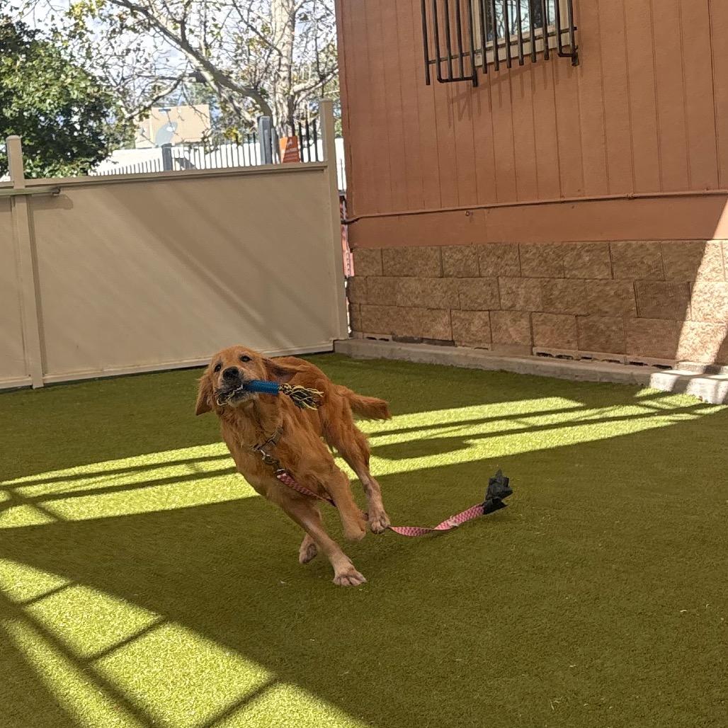 Enlarge Kara, a Adoptable mixed breed in Albuquerque, NM image 3/6