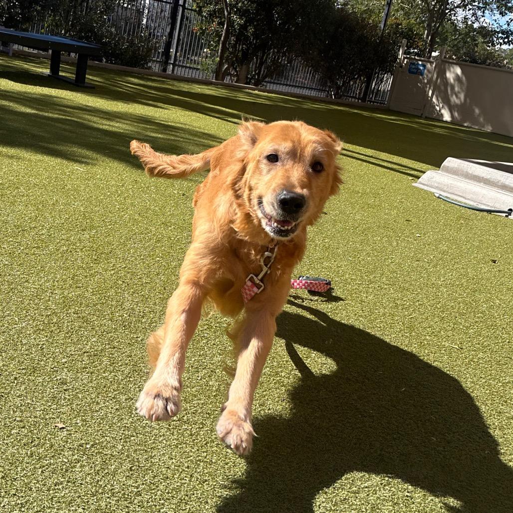 Enlarge Kara, a Adoptable mixed breed in Albuquerque, NM image 4/6