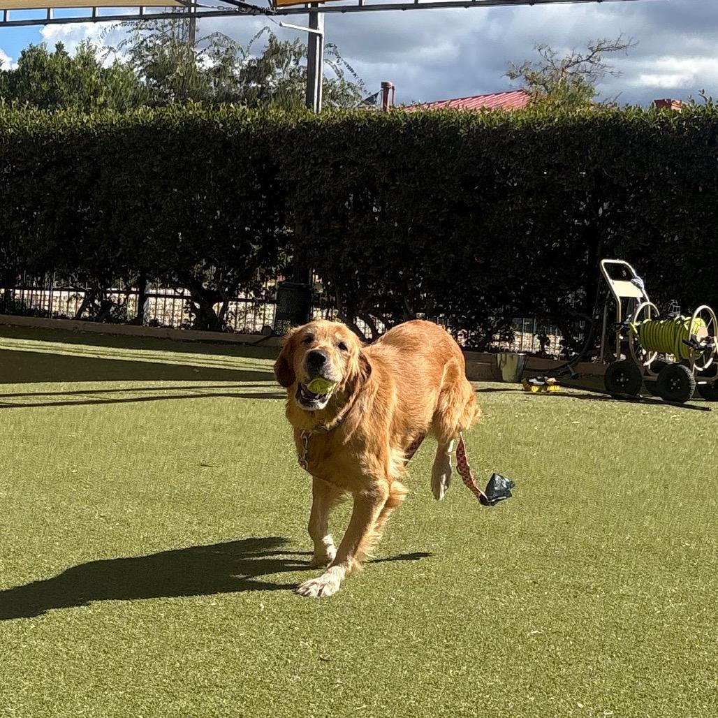 Enlarge Kara, a Adoptable mixed breed in Albuquerque, NM image 5/6