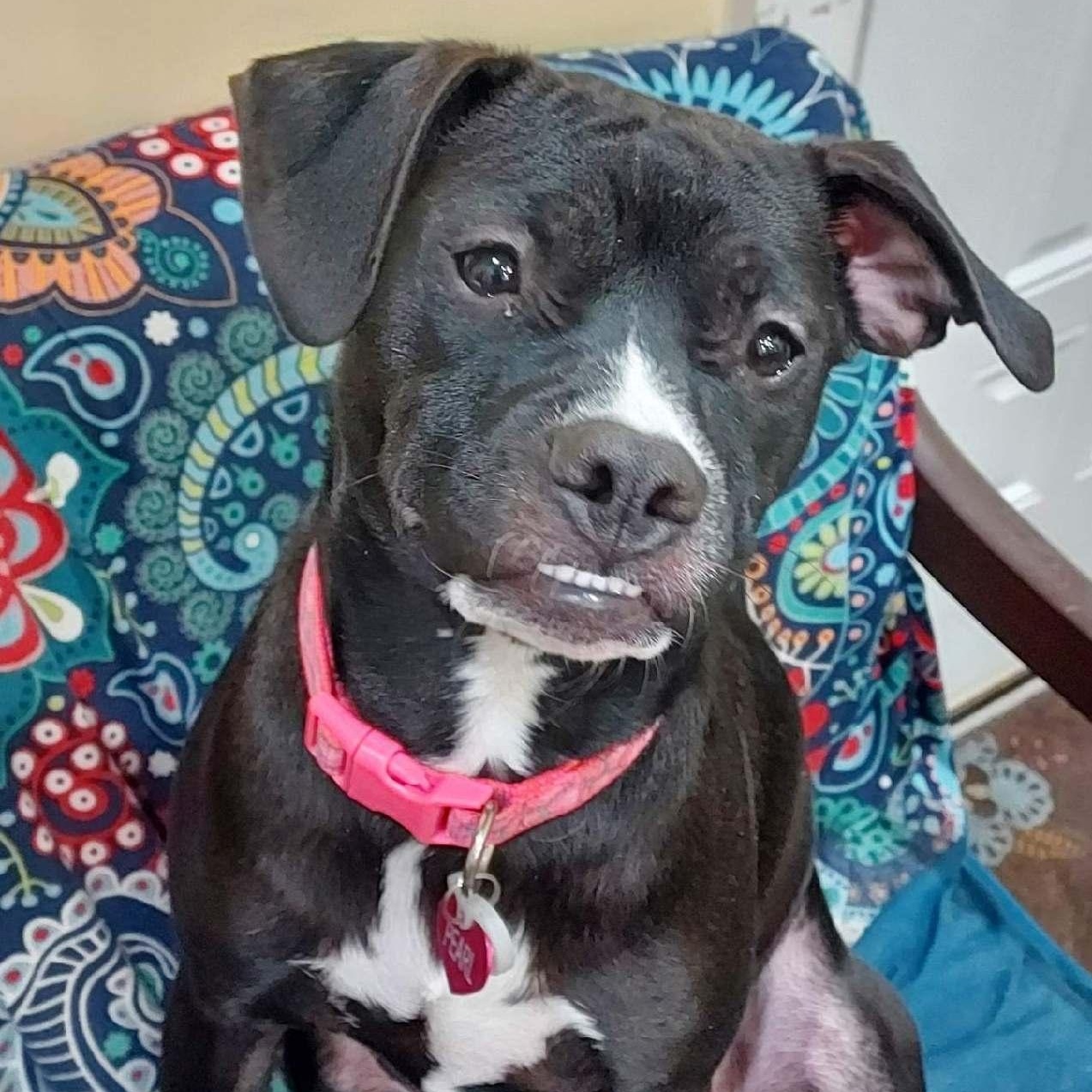 Enlarge Pearl, a Adoptable mixed breed in Richmond, VA image 4/6