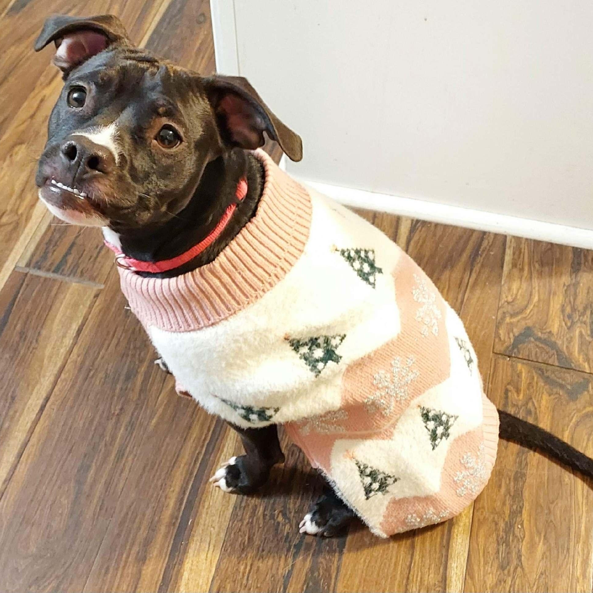 Enlarge Pearl, a Adoptable mixed breed in Richmond, VA image 3/6