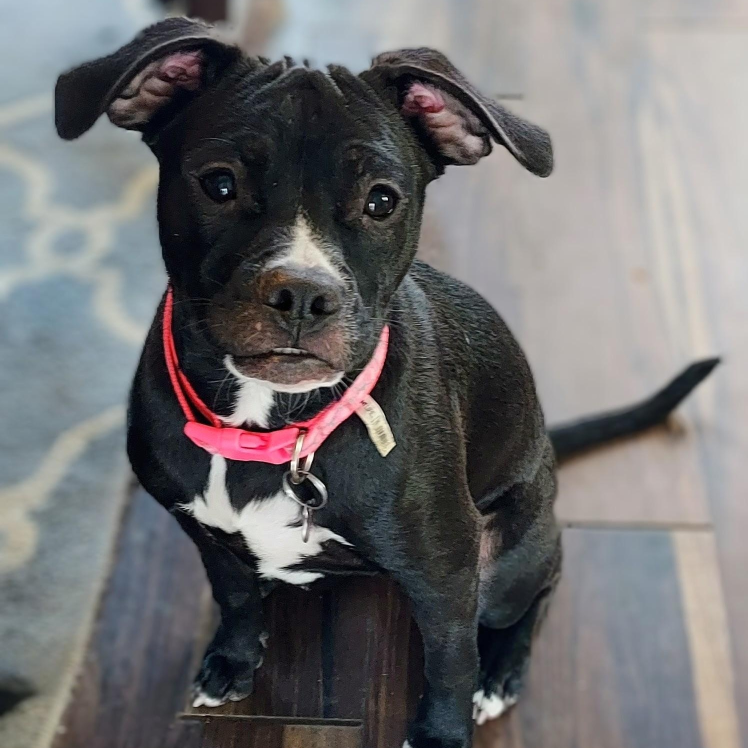 Enlarge Pearl, a Adoptable mixed breed in Richmond, VA image 2/6