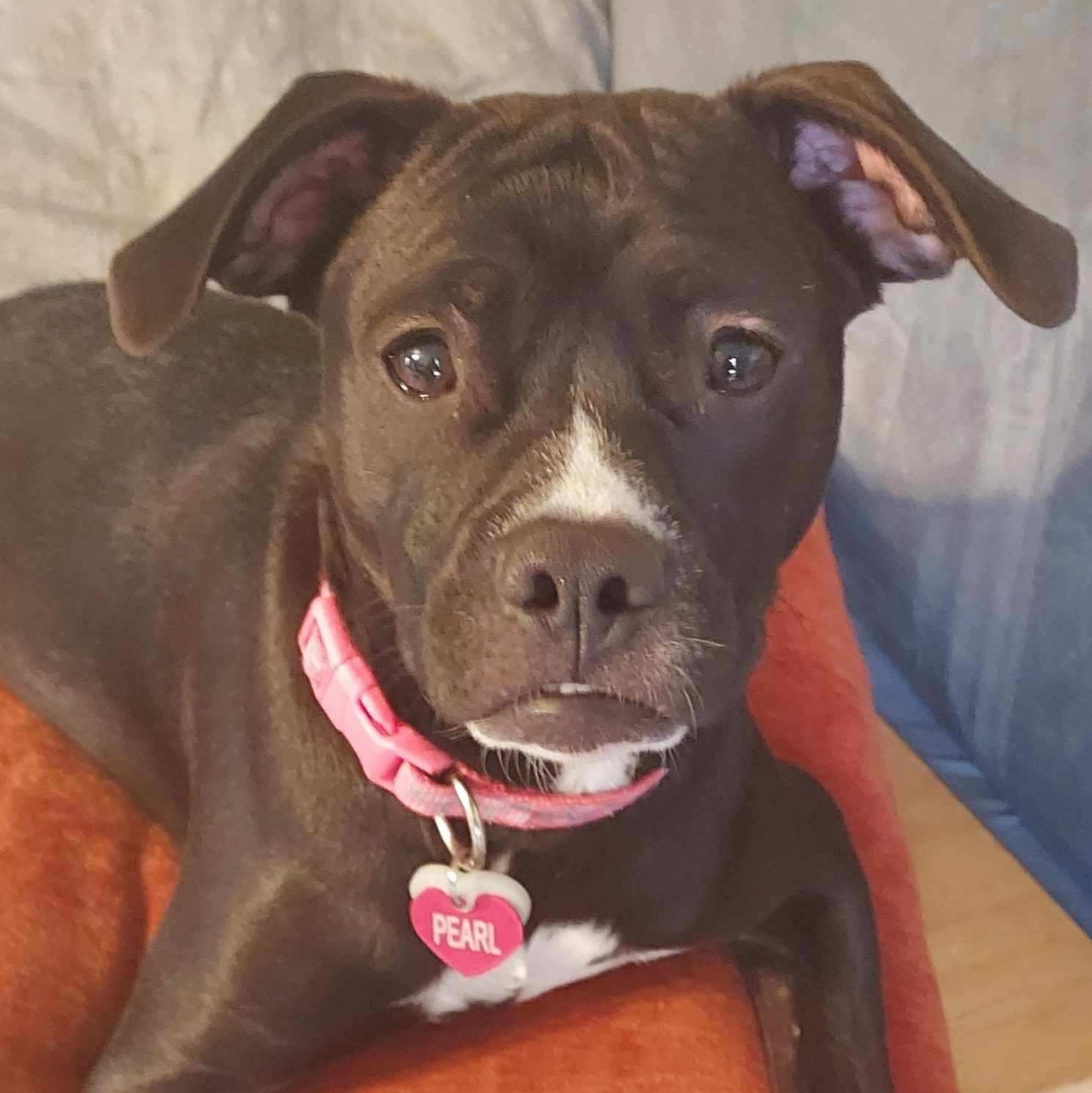 Enlarge Pearl, a Adoptable mixed breed in Richmond, VA image 5/6