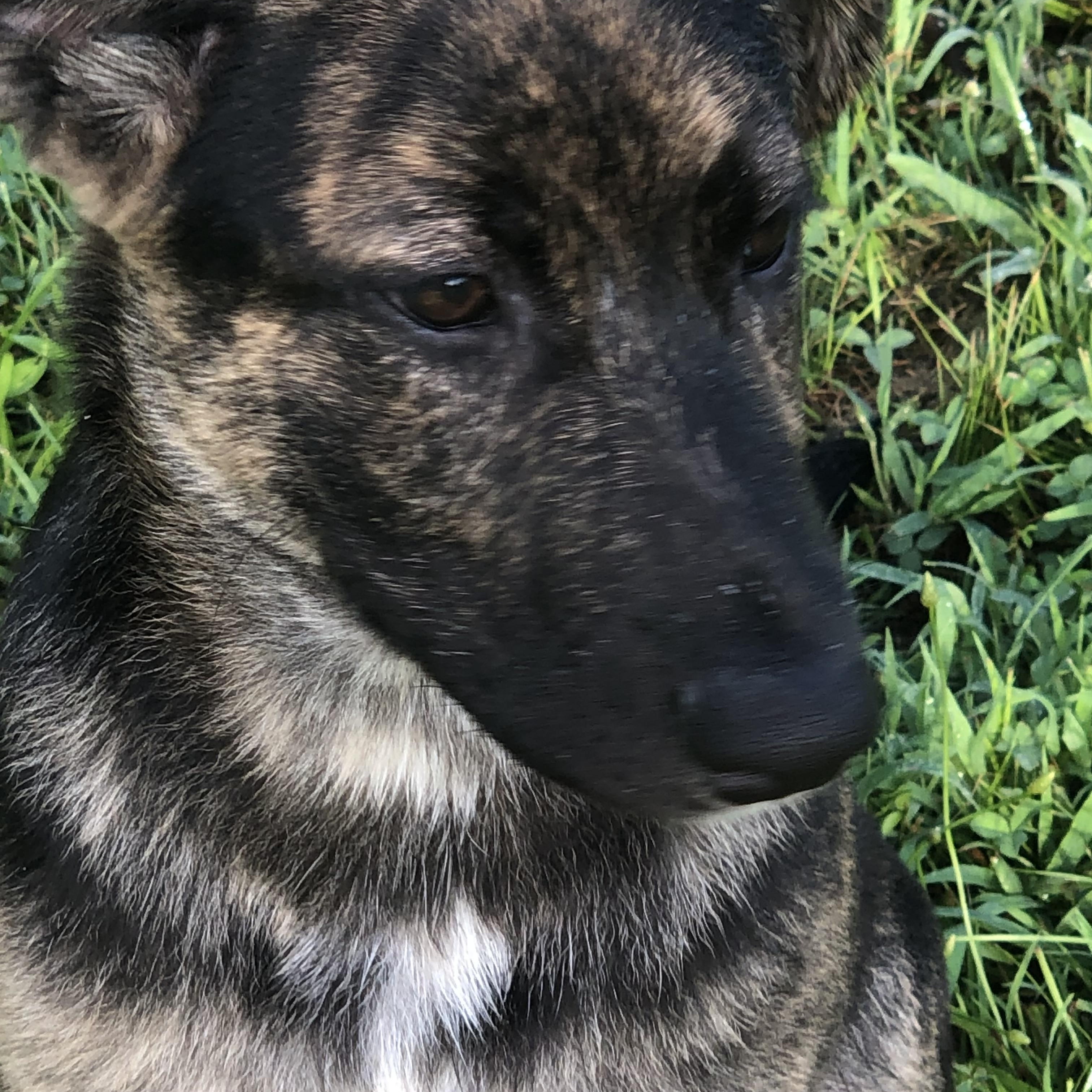 The “Seedling Puppies”…3 left from the original 10, a Adopted mixed breed in Cherokee Village, AR image 1/3